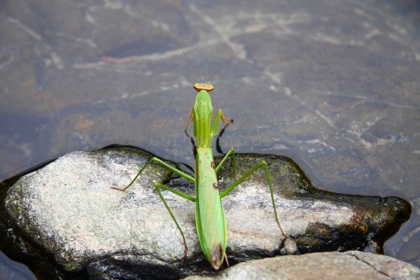 A mantis climbing in drinking water beside streams