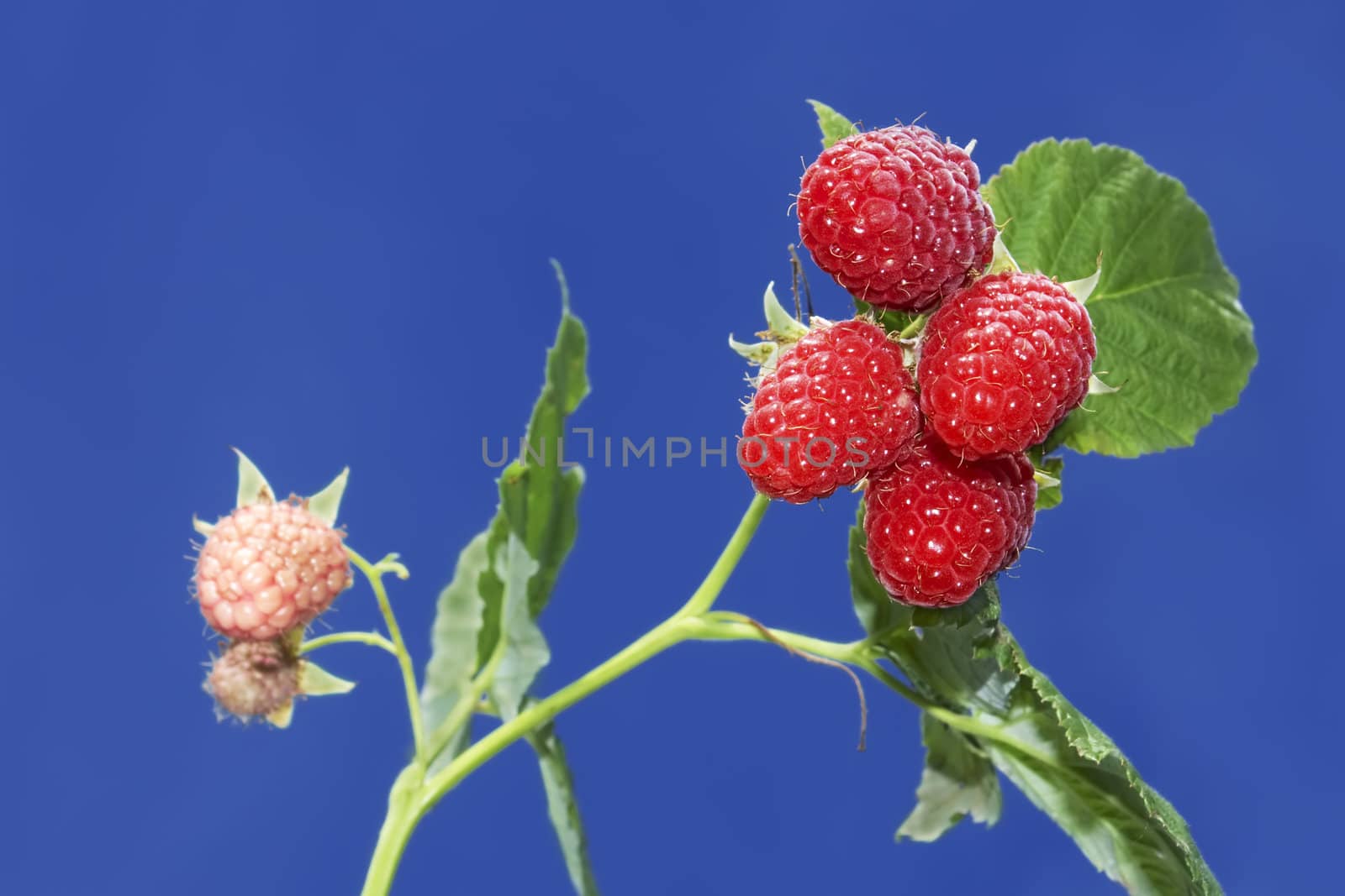 Branch with ripe raspberry berries against a background of blue sky