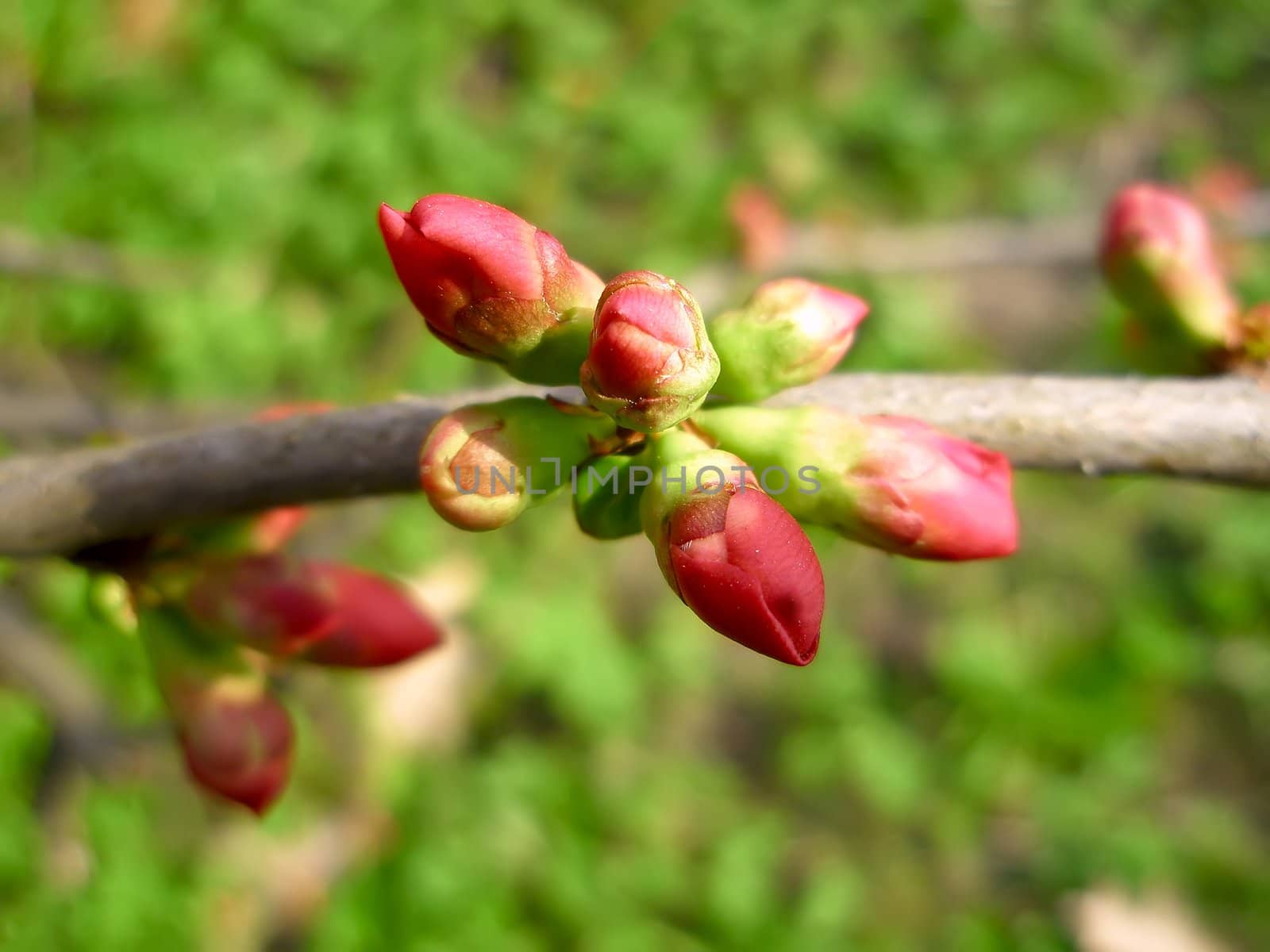 Pink cherry buds on the branch by qiiip