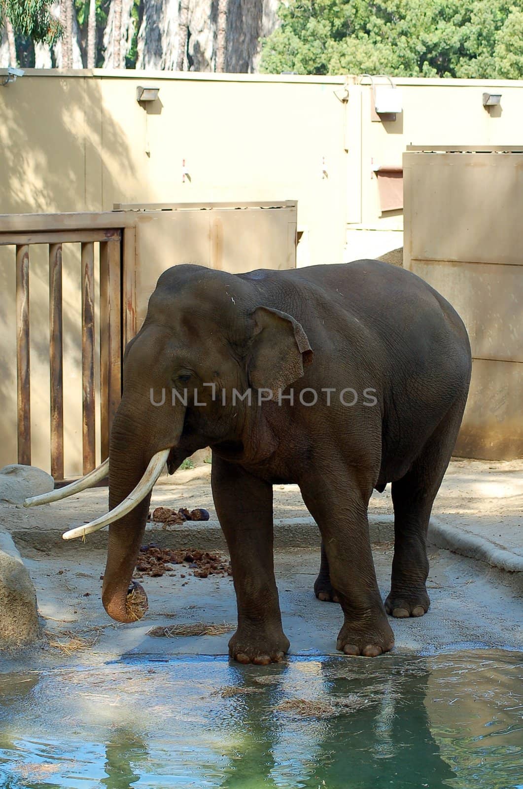 An isolated shot of an elephant in a zoo