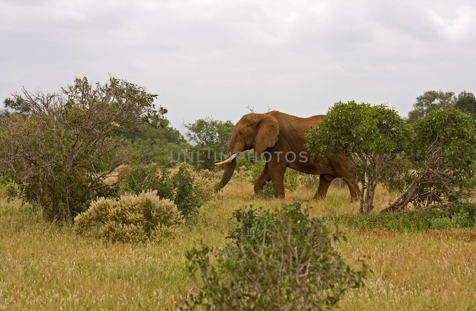 african elefant