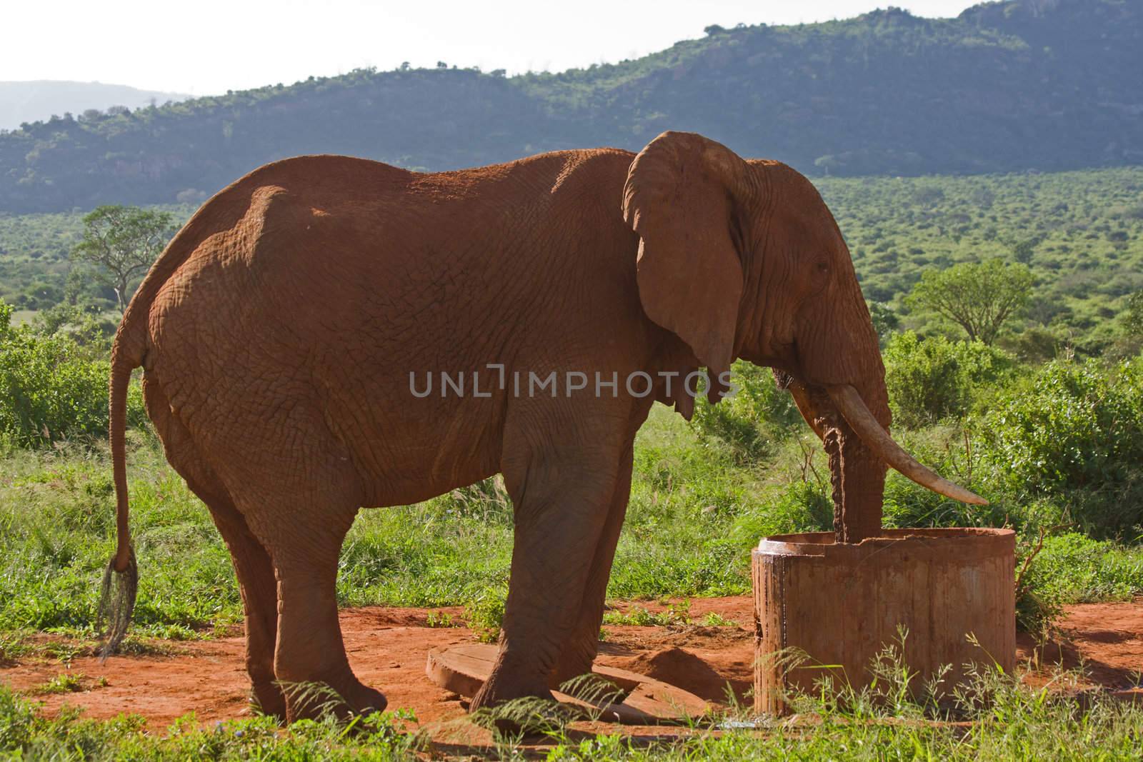 african elefant