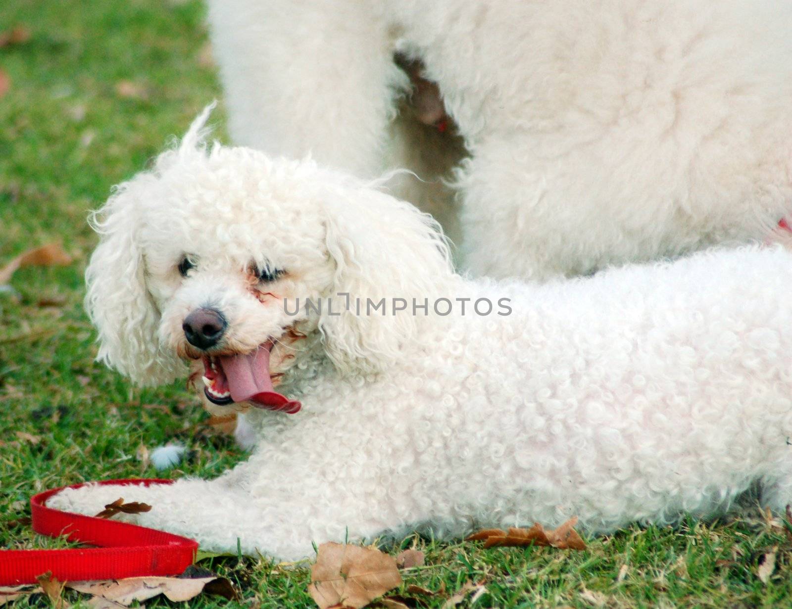 Poodle Pet Dogs Playing in Park