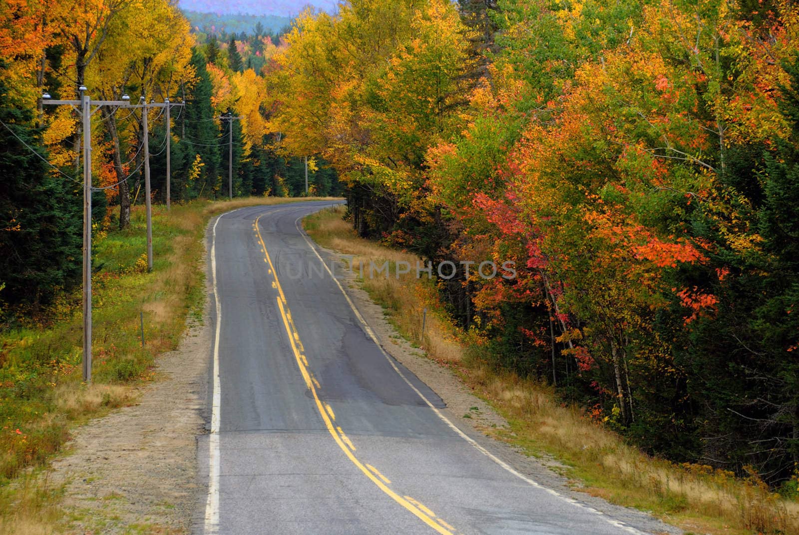 Reds Oranges and Yellow Autumn Foliage at full bloom