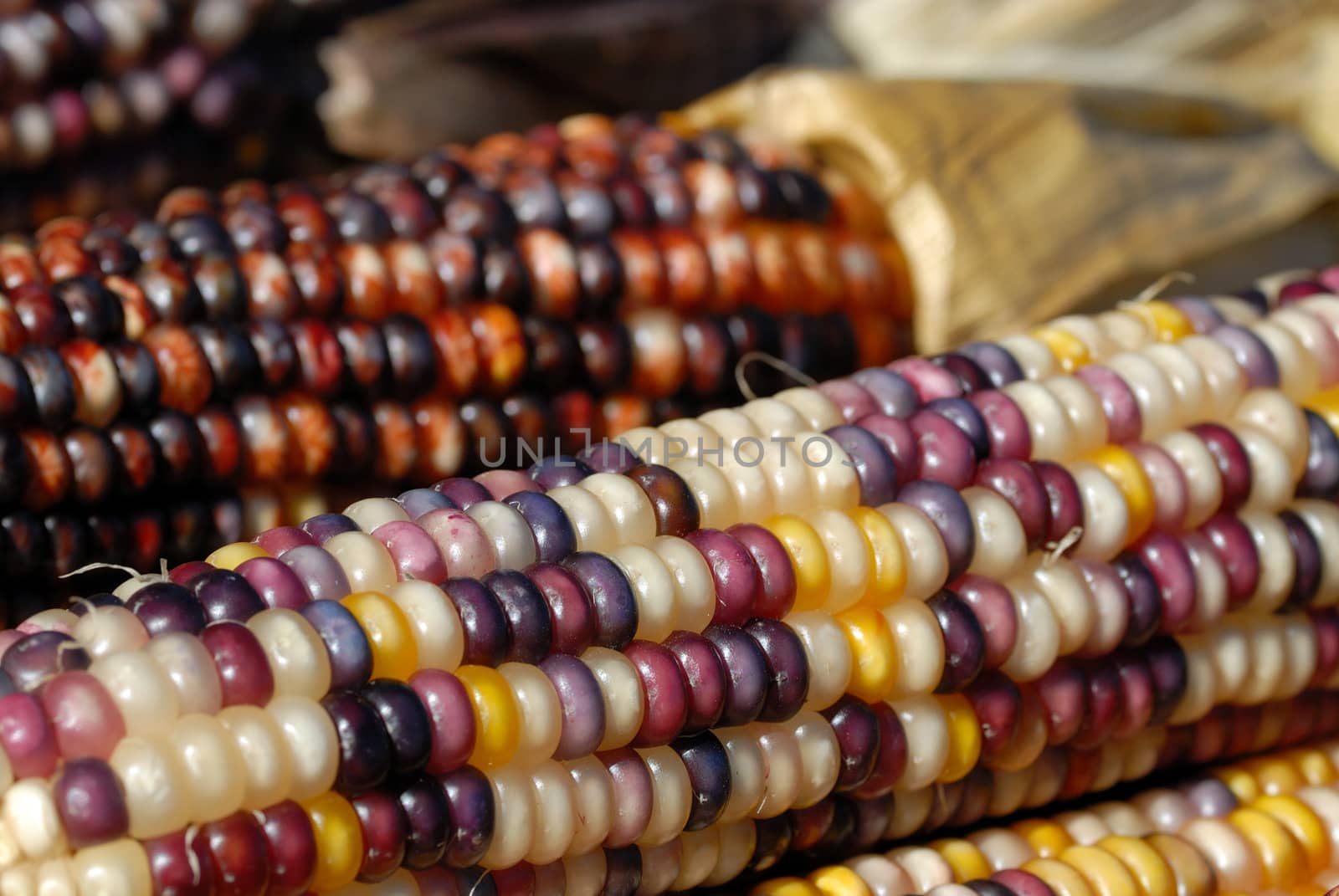 Freshly harvested Indian corn on display at a market