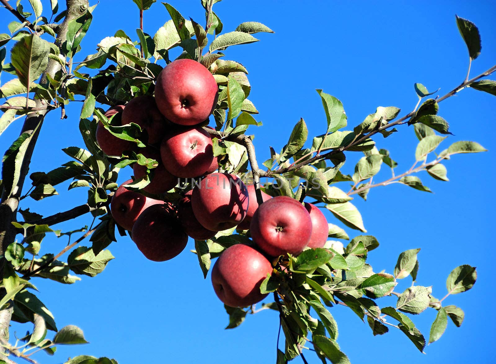 Fresh and juicy red apples at a local orchard