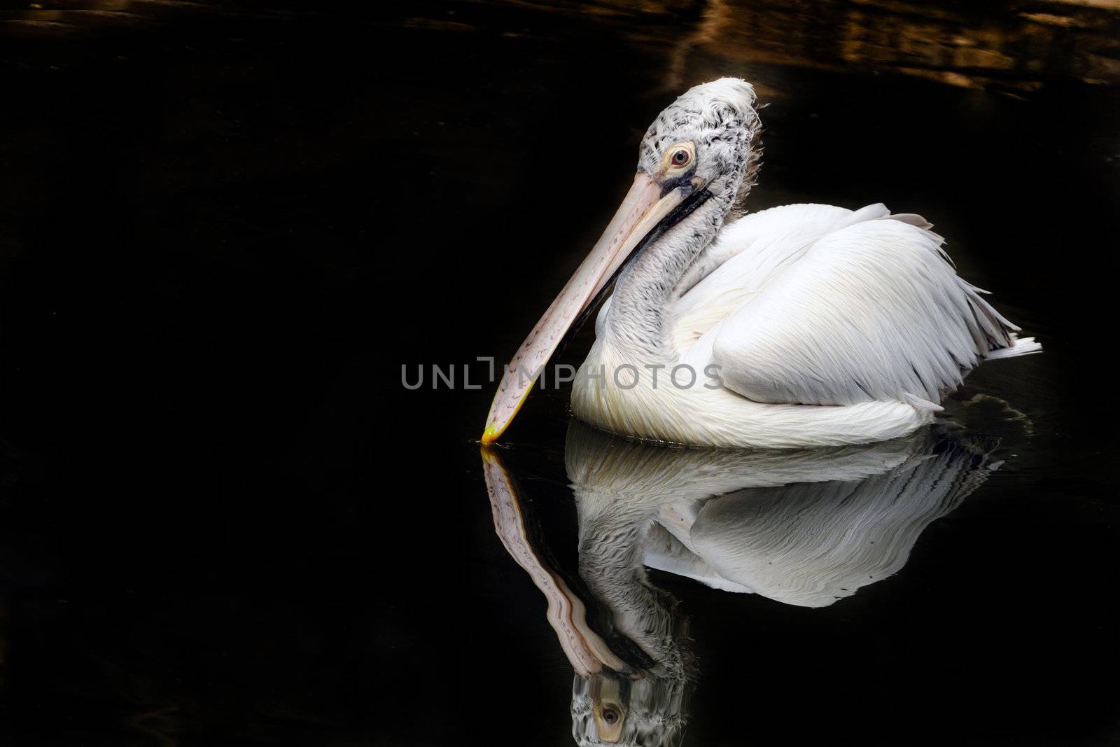 A spot billed pelican ducking to catch fish