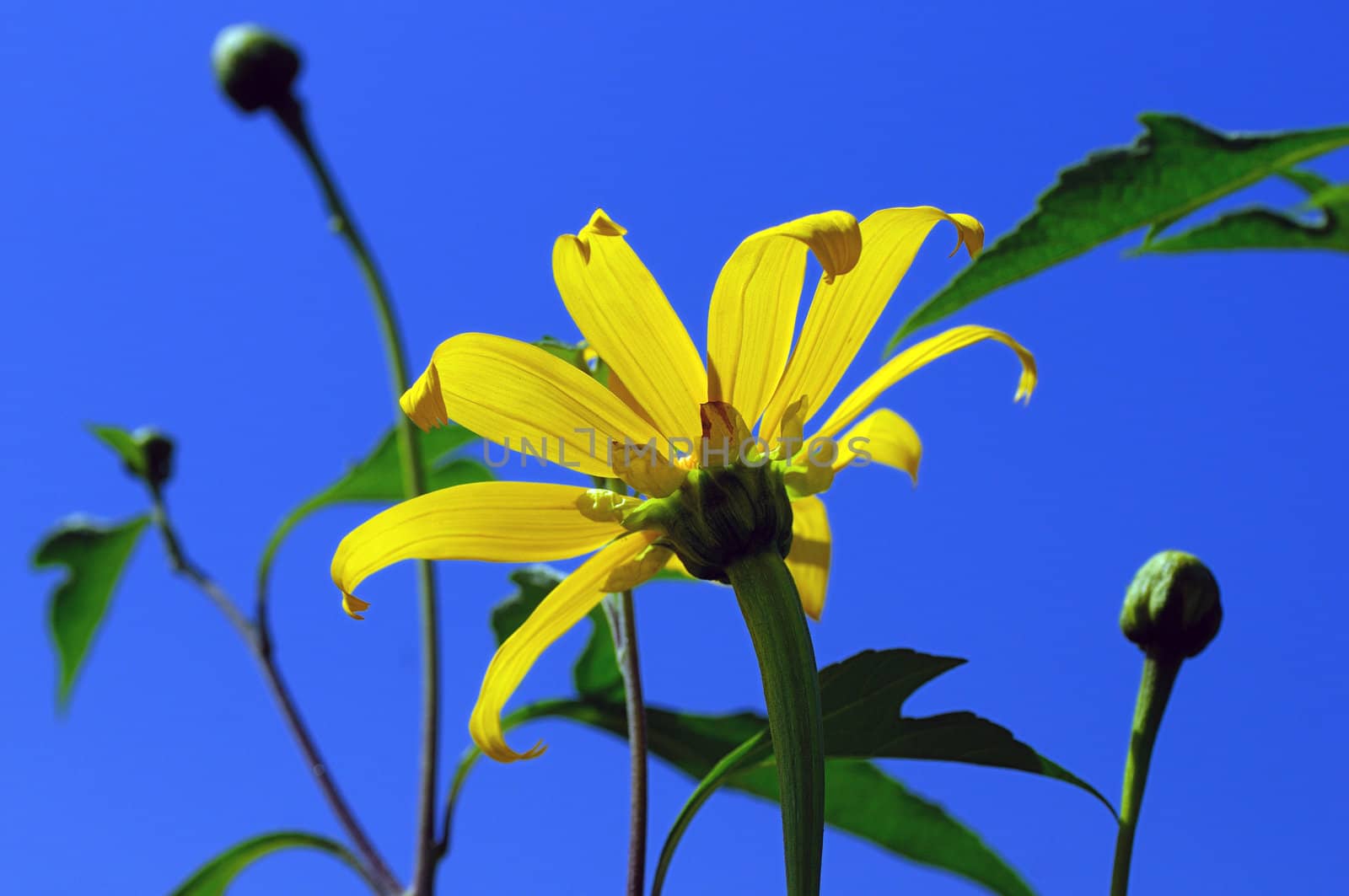 A  yellow Coreopsis Moonbeam beautifully backlit by the sun