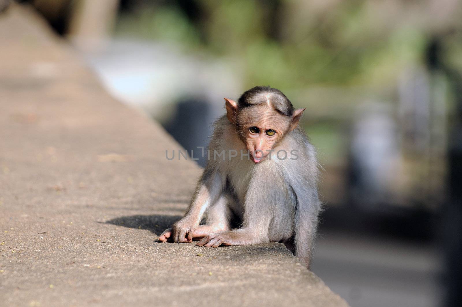 A young bonnet macaque putting his tongue out