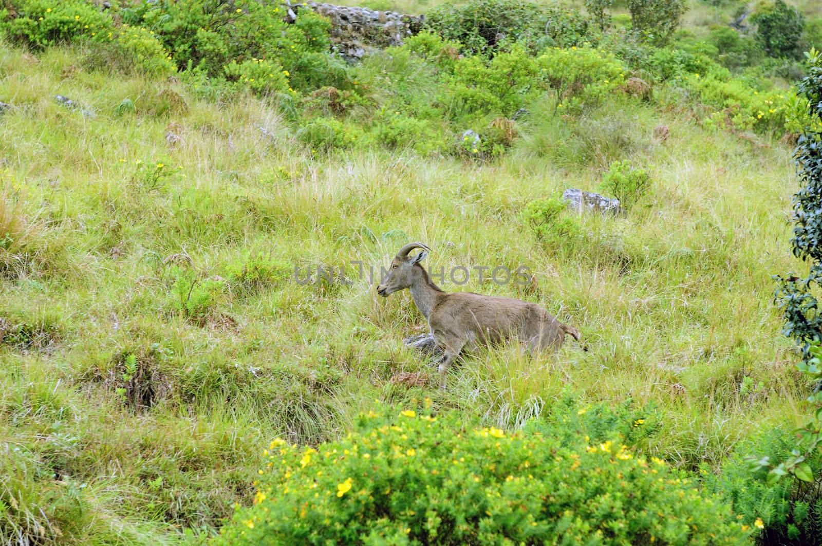 Endangered Niligiri Tahr at Kerala India