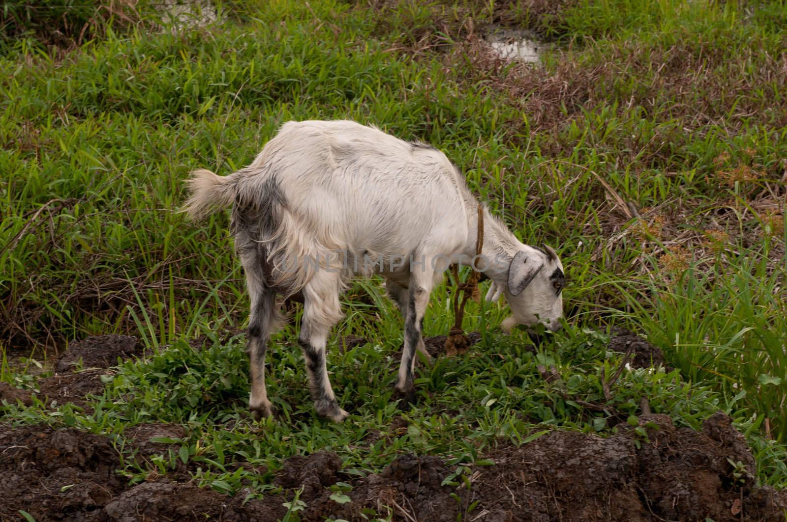 A solitary goat on a leash at a meadow