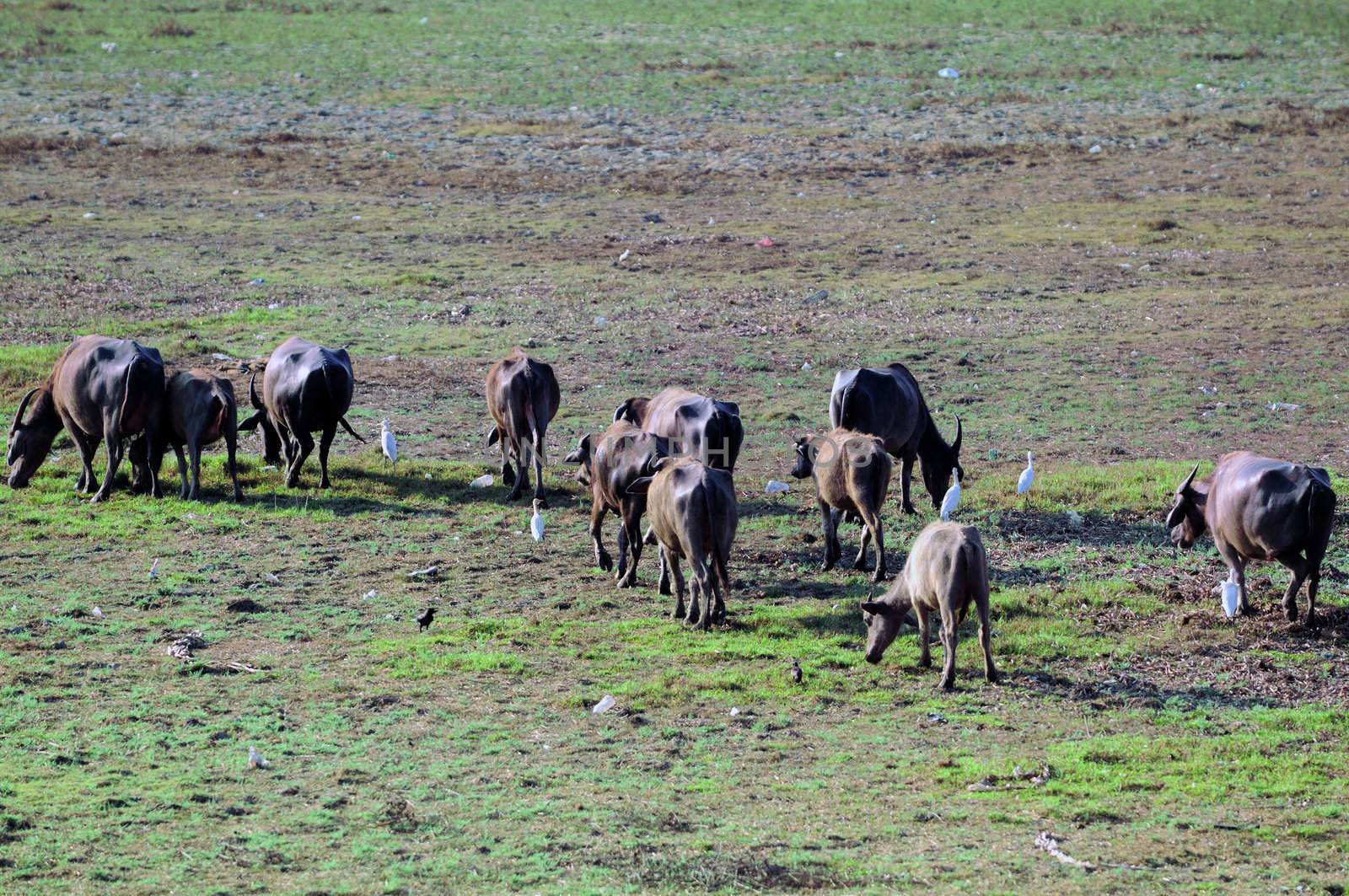 A heard of cattle busy grazing on the field