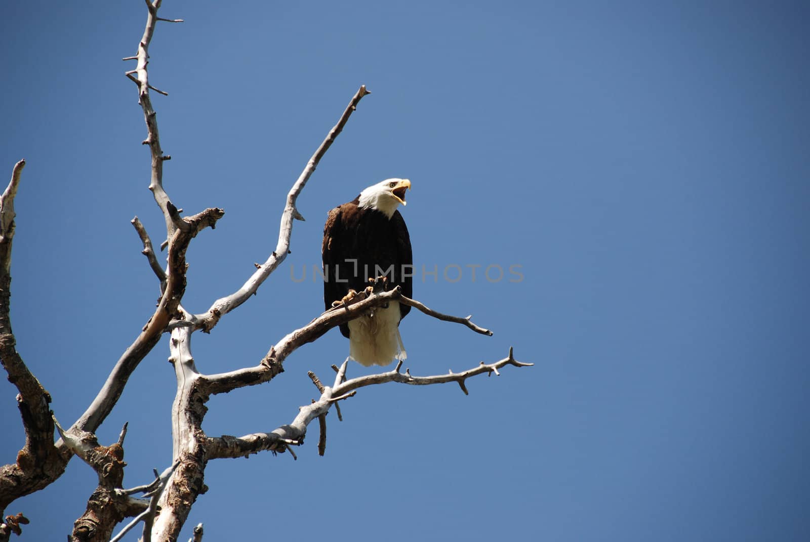 bald eagle is flying agains the blue sky