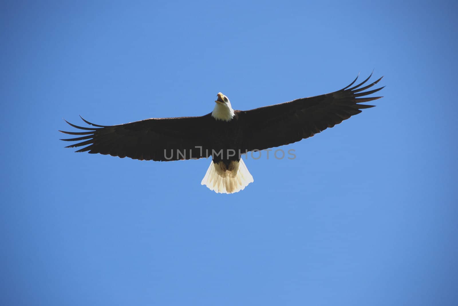 bald eagle is flying agains the blue sky