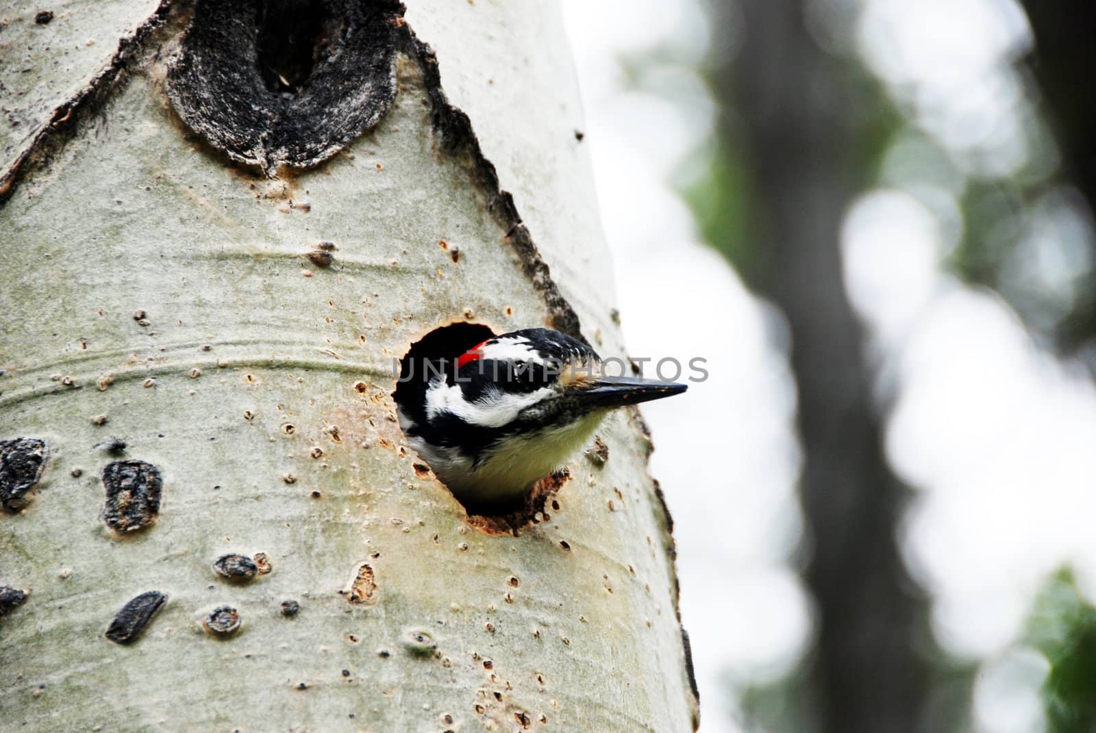 hairy woodpecker on a tree bringing food to the nest