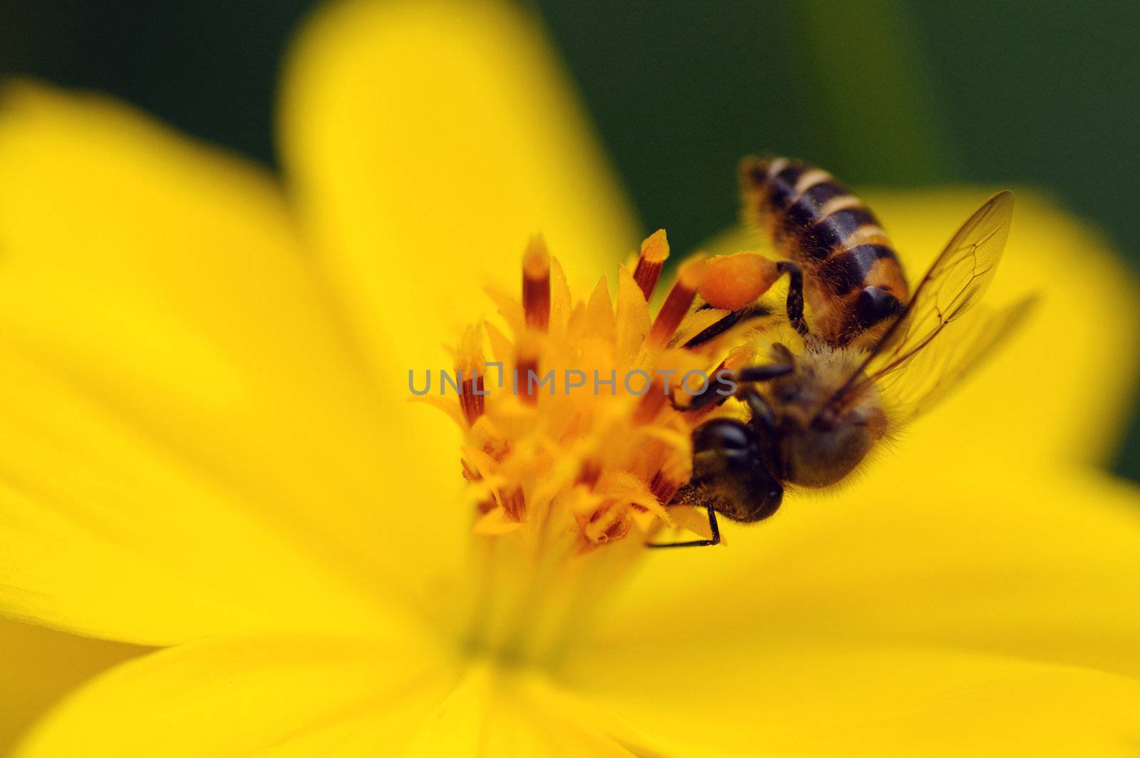 A bee pollinating a fresh yellow flower