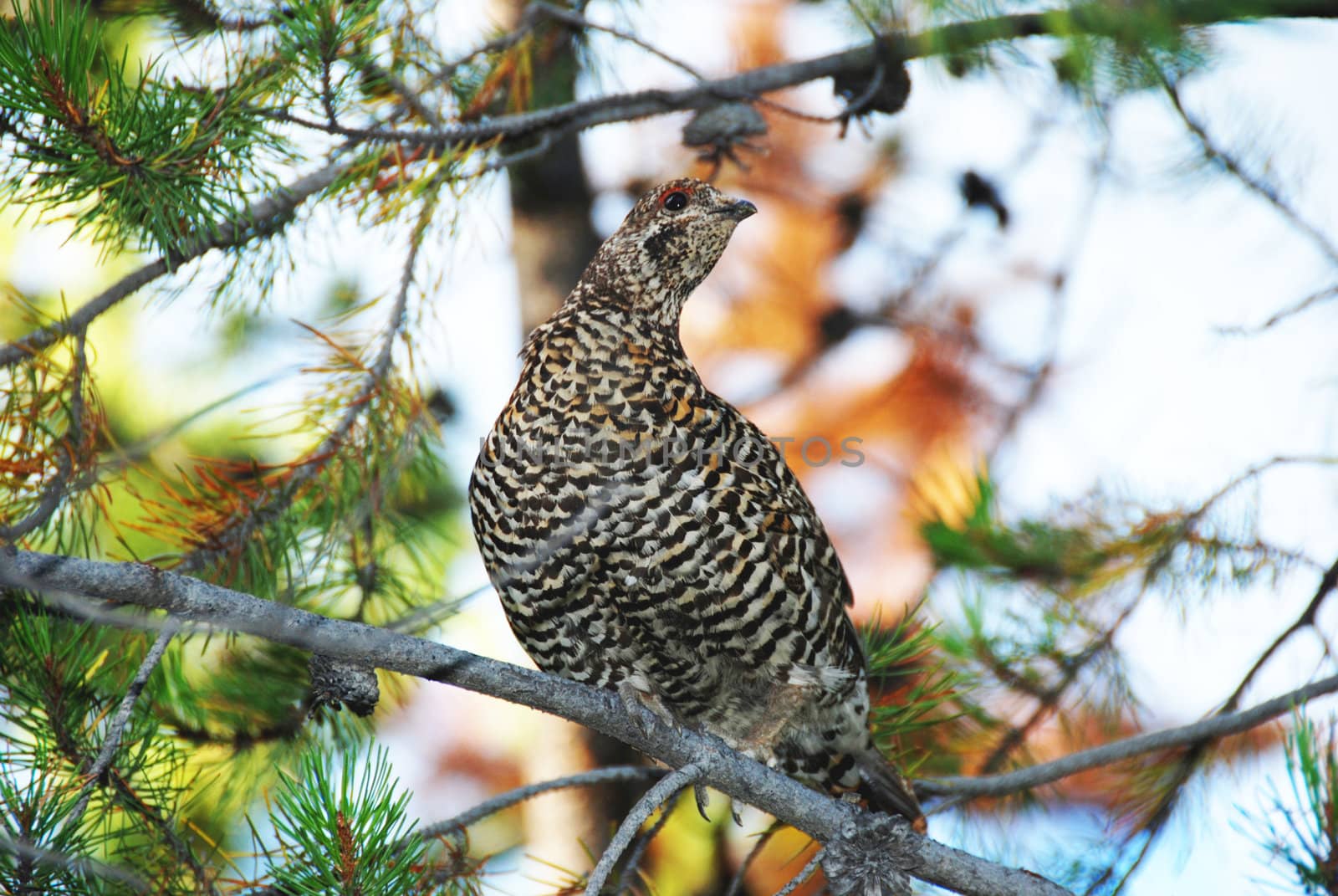 close up shoot of a sprouce grouse hen 