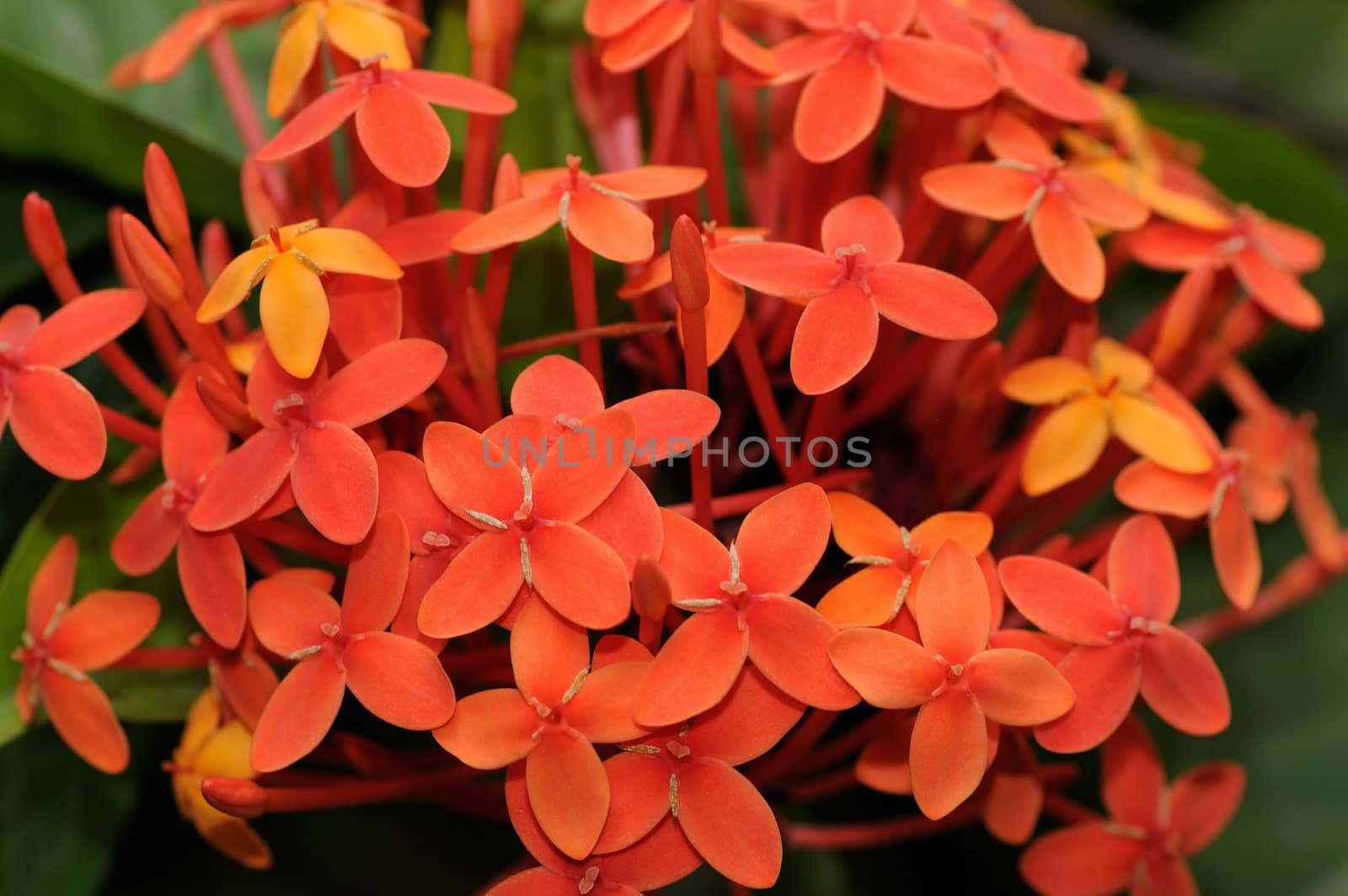 Close up photo of a bunch of ixora flower at full bloom 