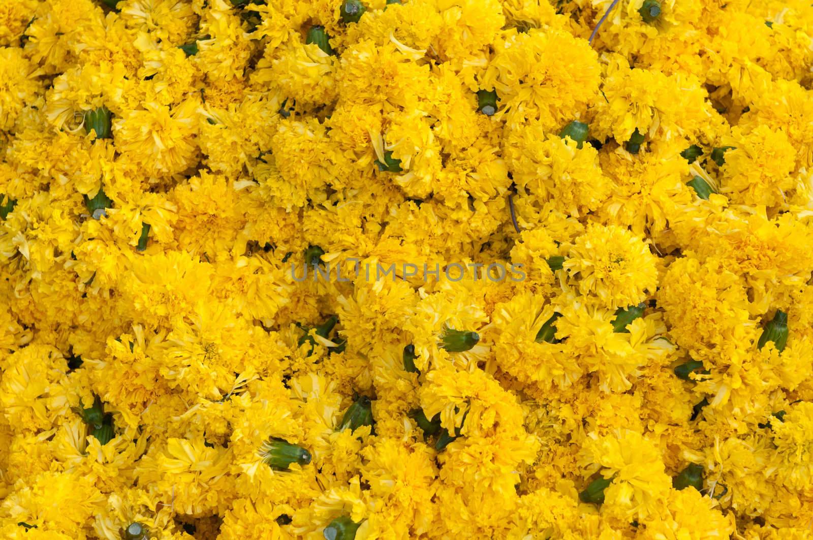 Collection of frehly bloomed yellow flowers
