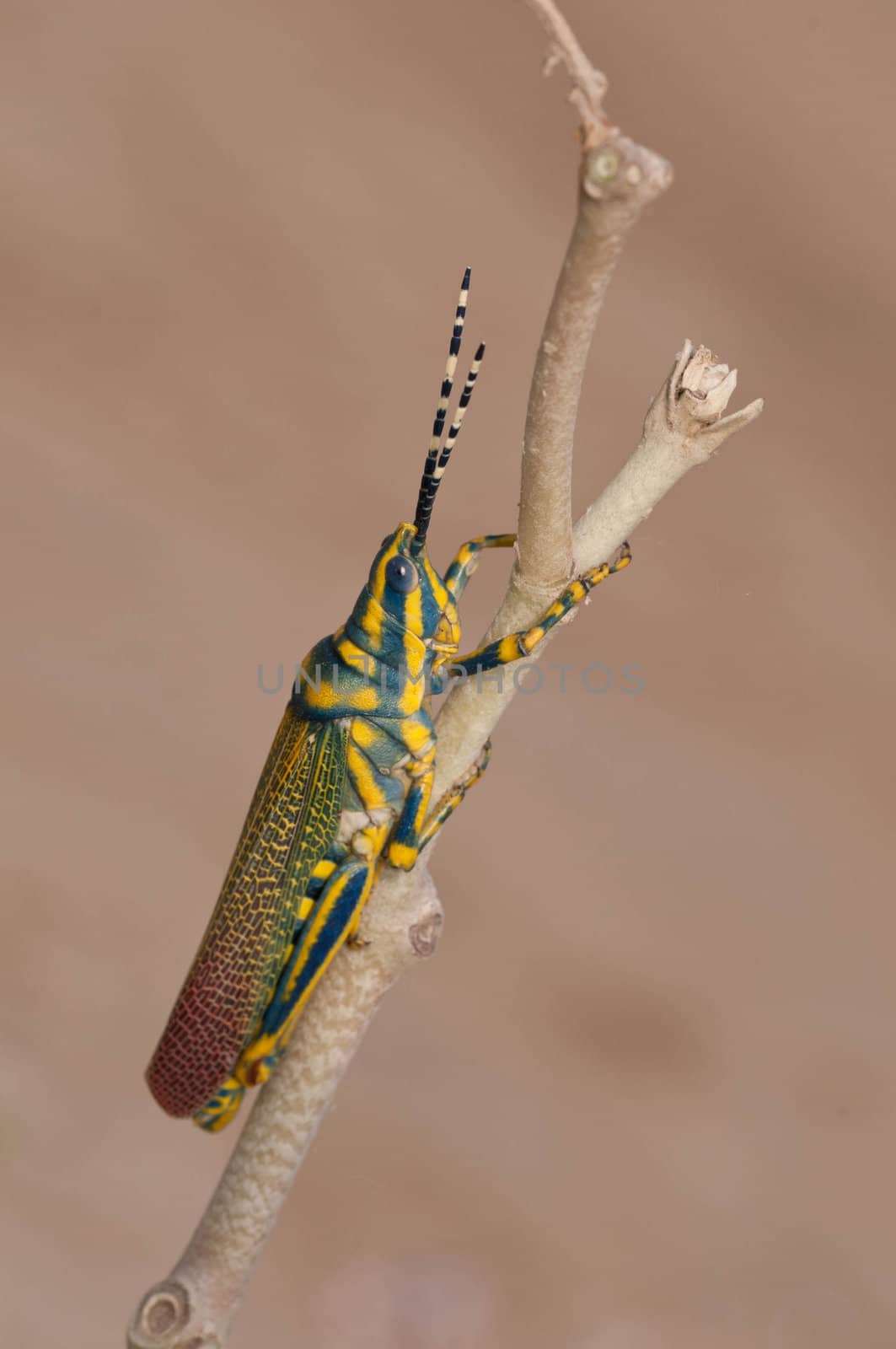 Painted Grasshopper by pazham