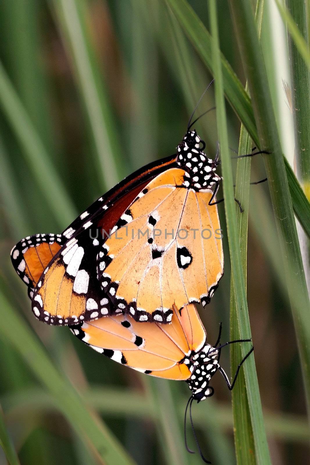 A pair of plain tiger butterflies mating early morning