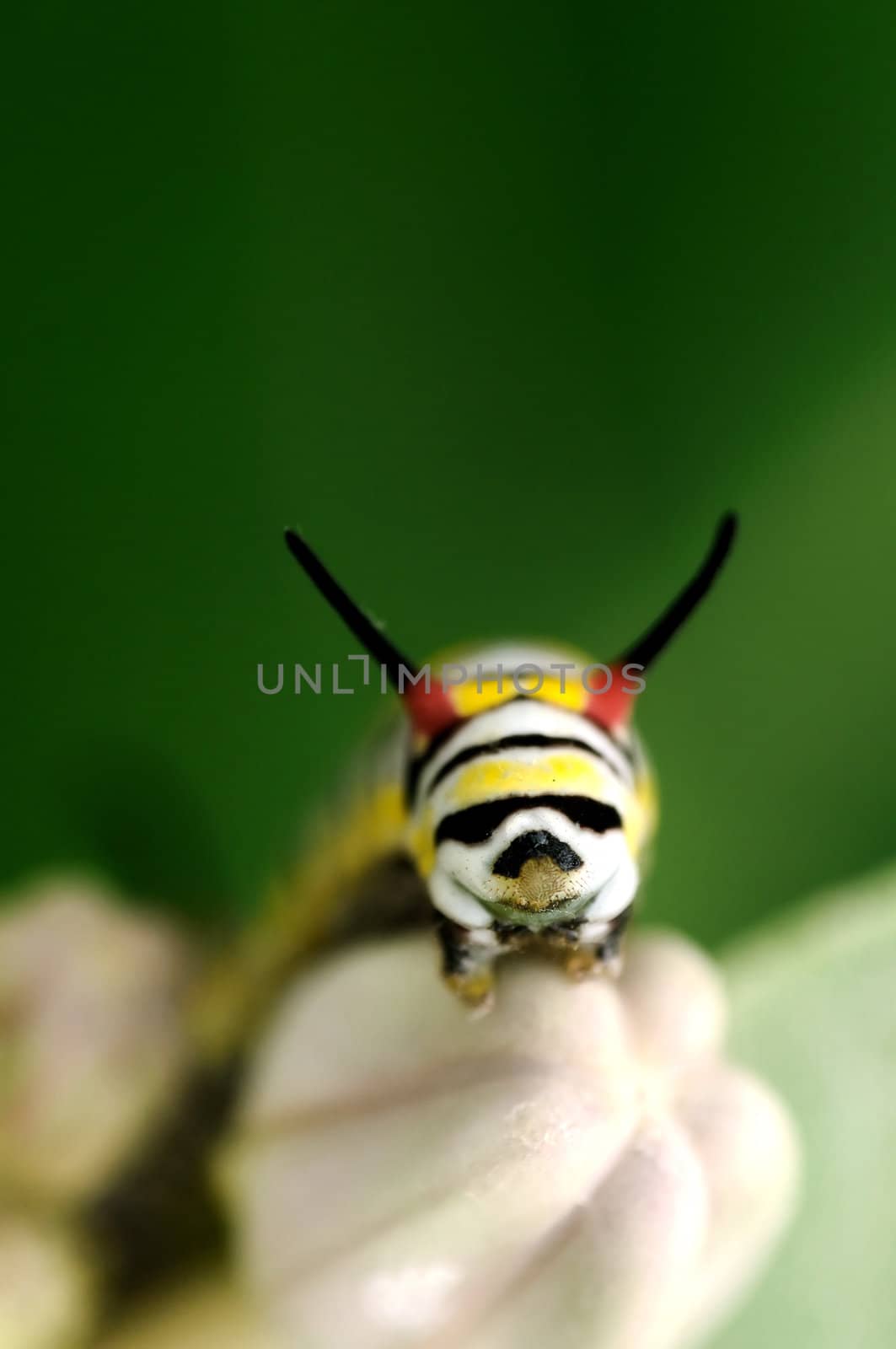 A caterpillar perching on a purple flower early morning