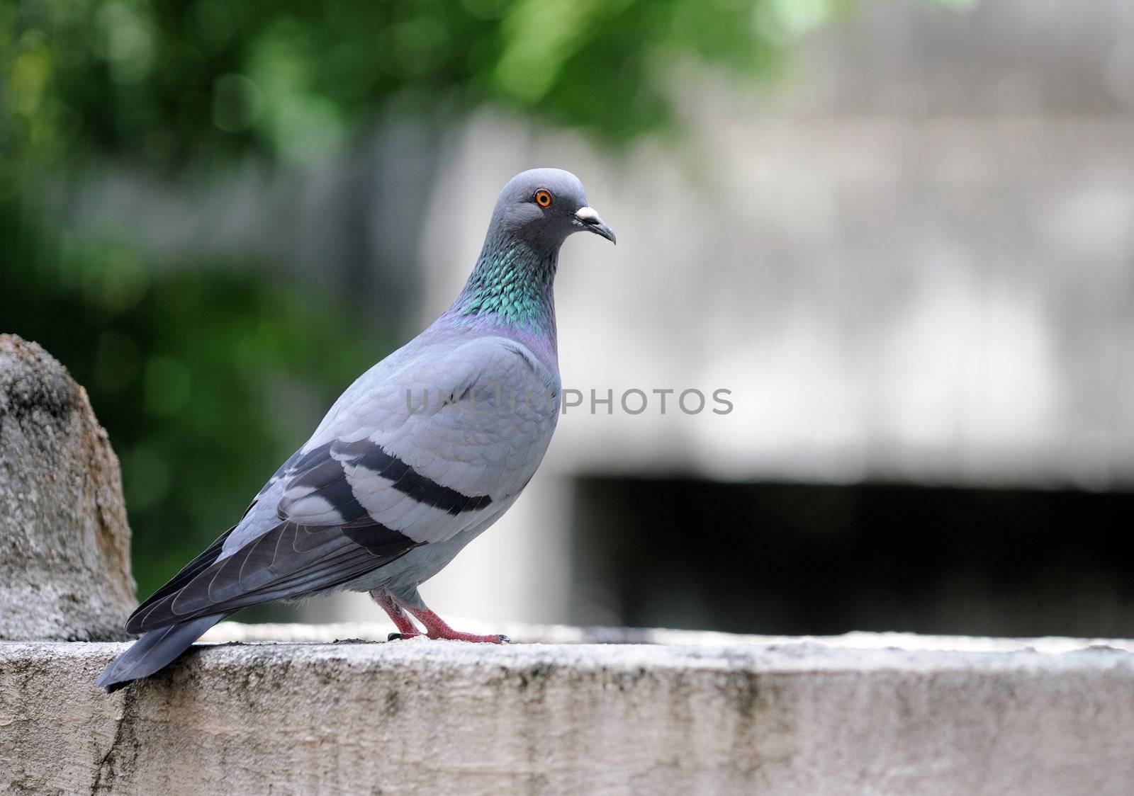 A cautious pigeon sitting on a concrete wall