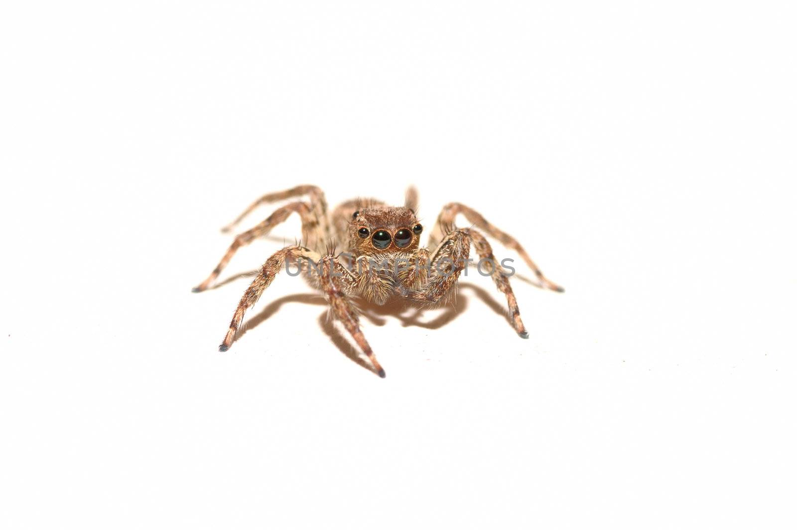 A jumping spider isolated on a white background