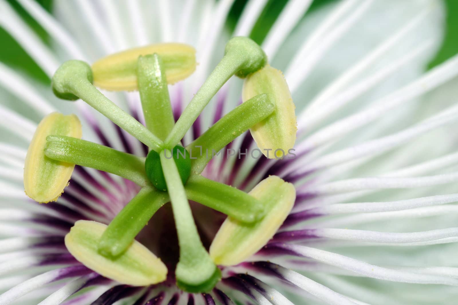 Extreme closeup of the beautiful passion flower