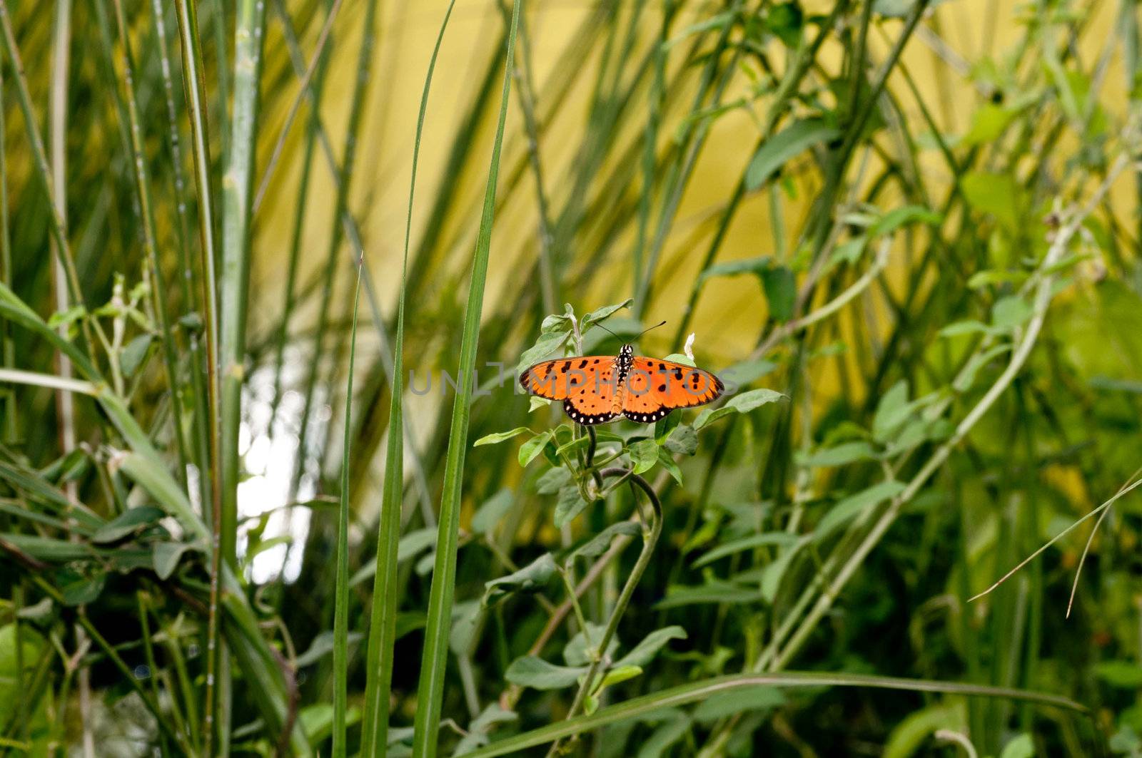 A beautiful orange butterfly perching at a local park
