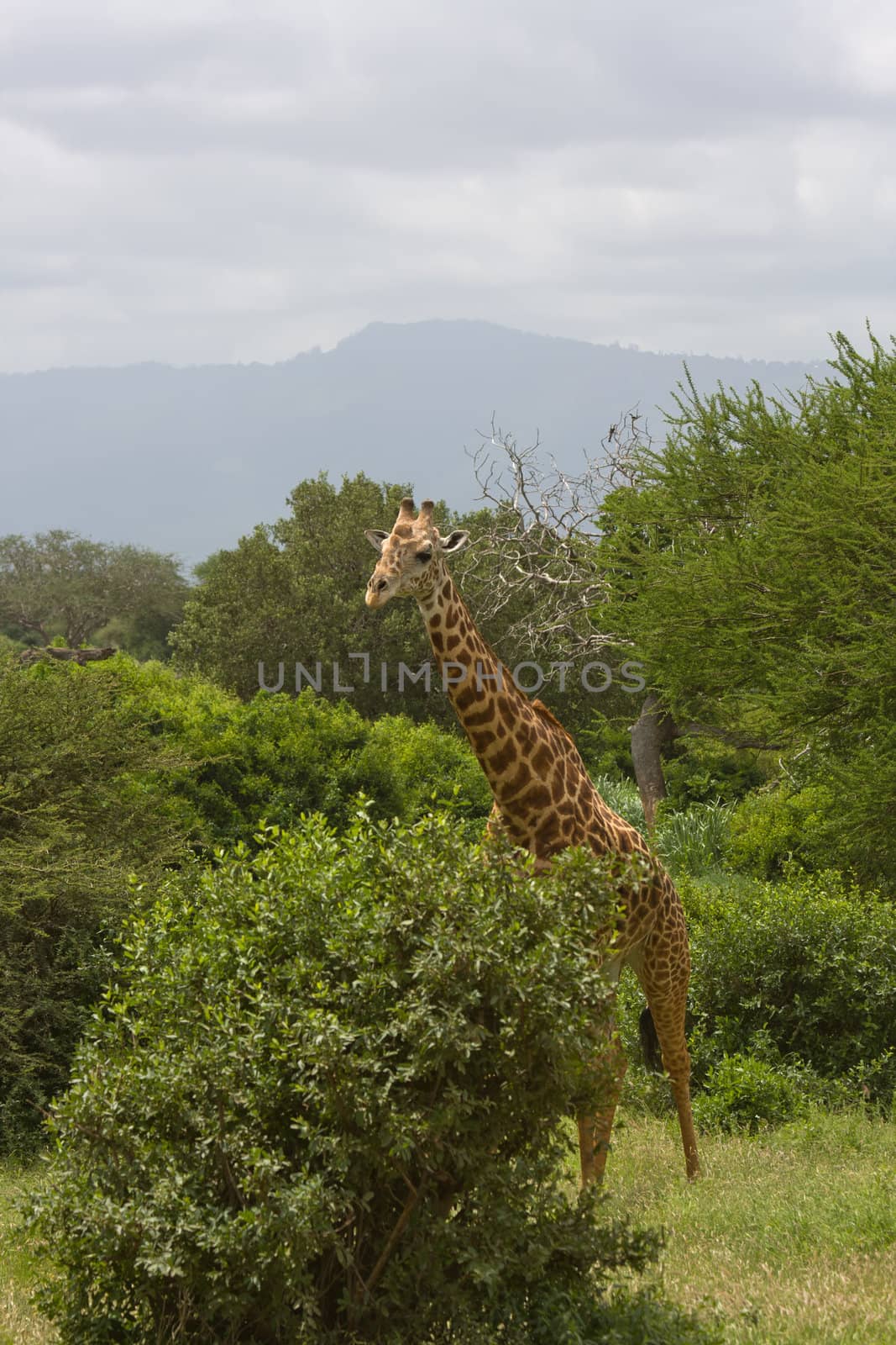 african giraffe