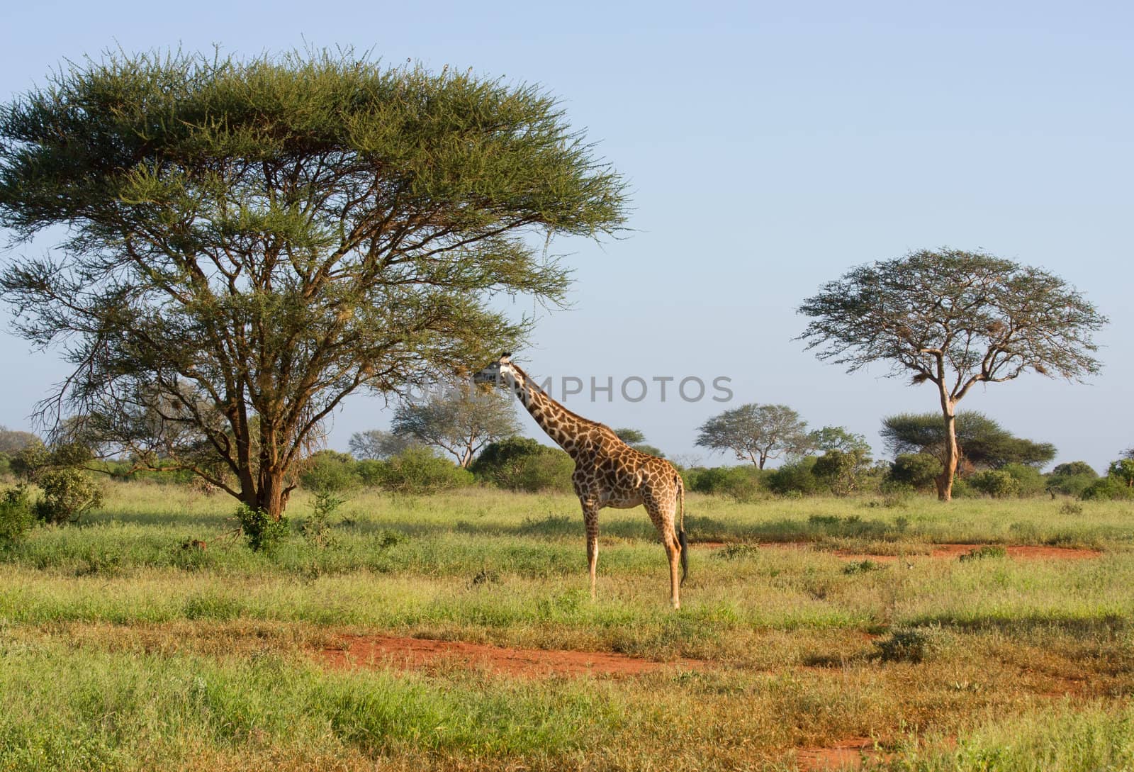 african giraffe