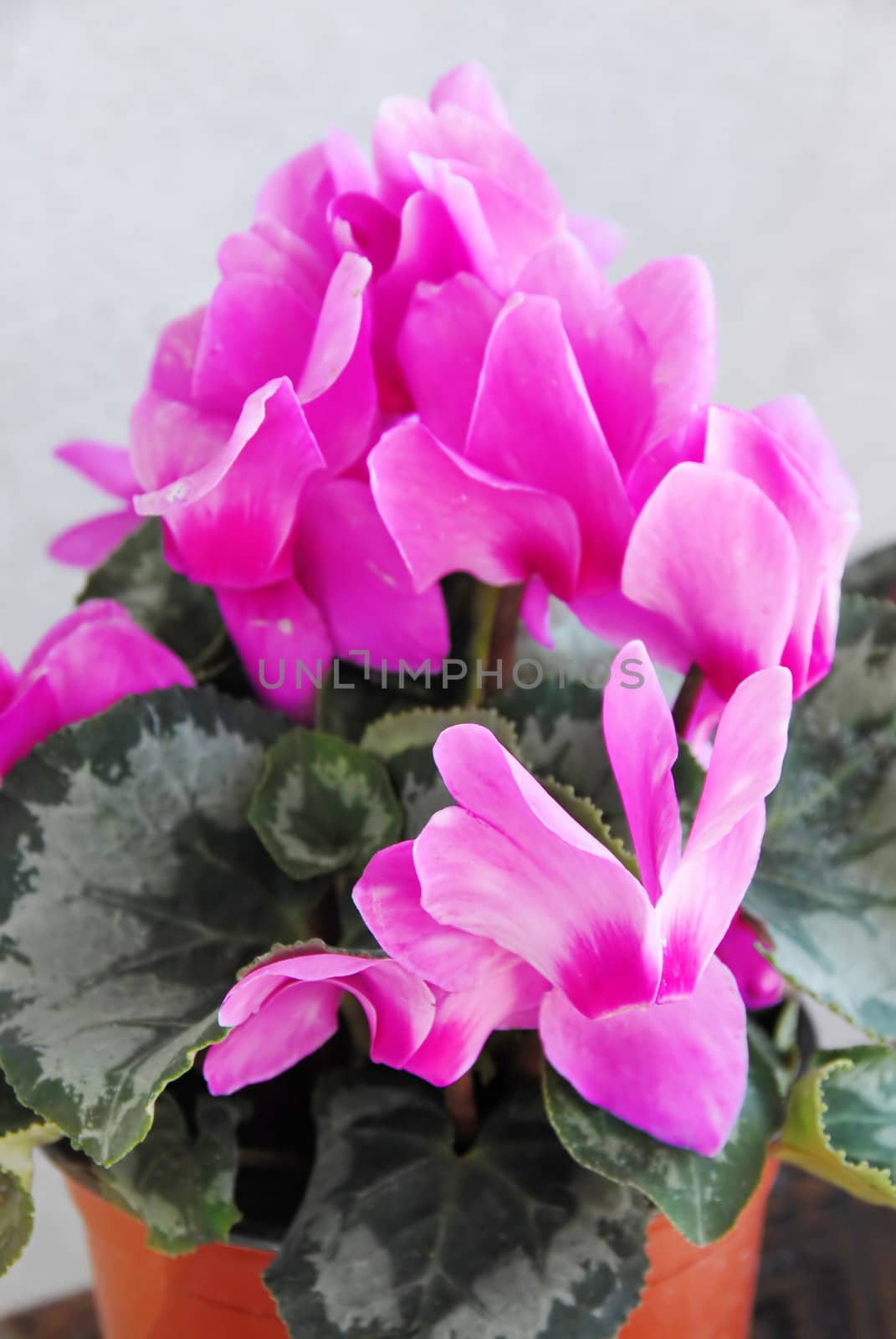 natural blooming pink cyclamen in flowerpot over gray