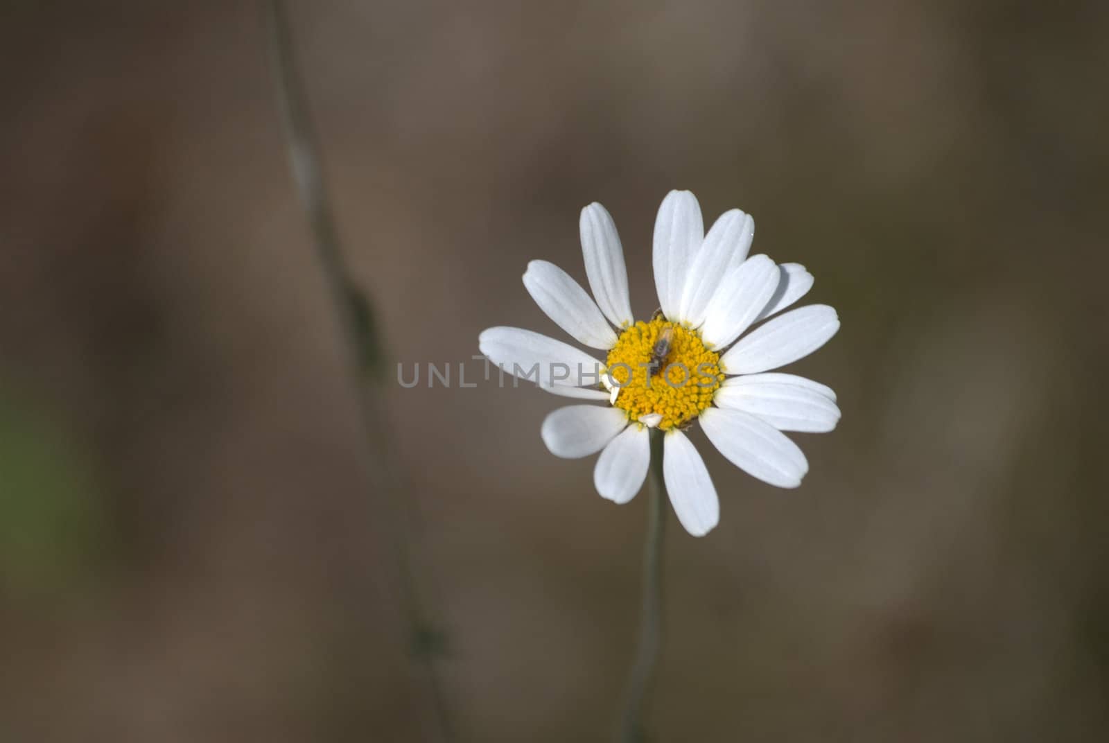daisy by rubeh2