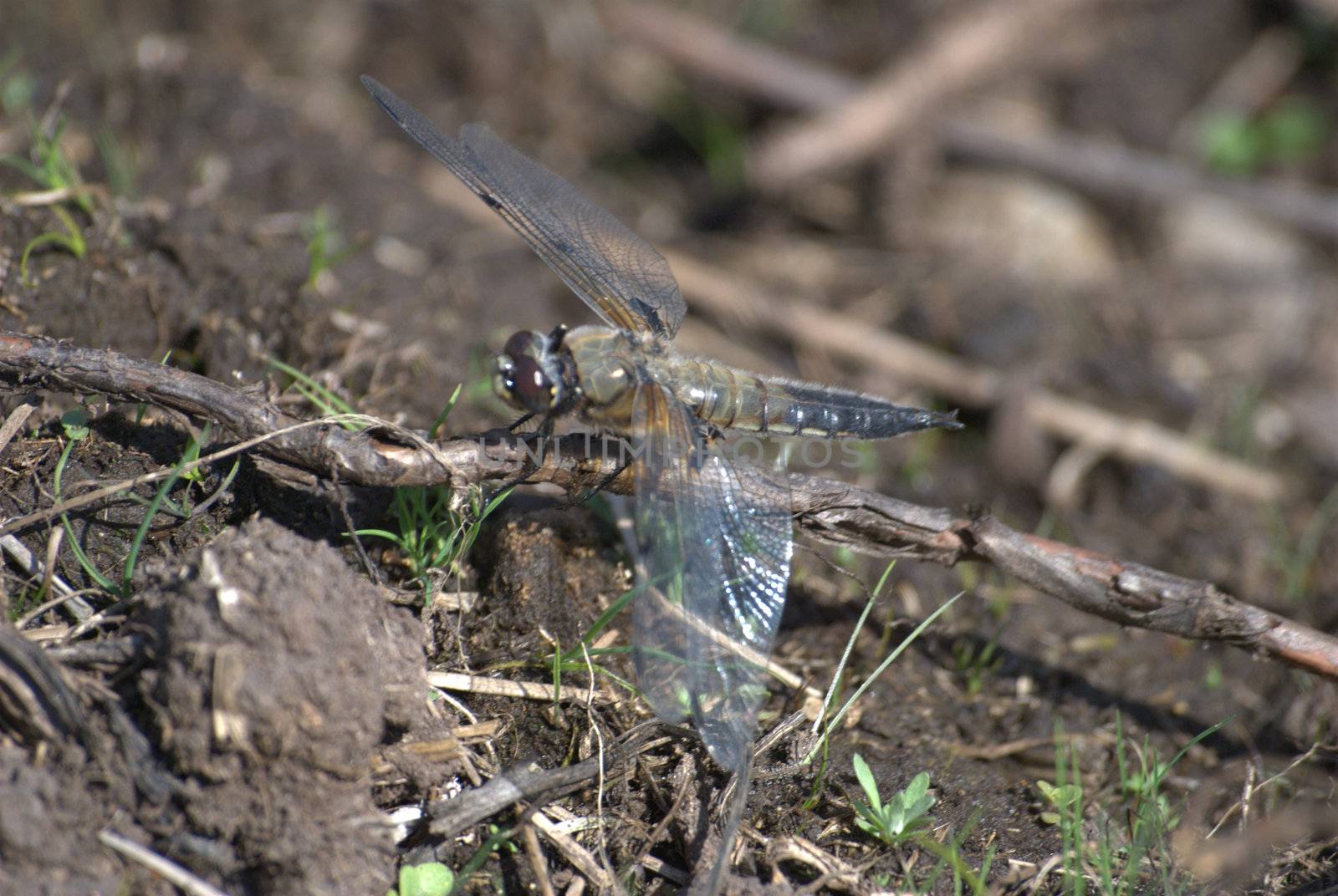 dragonfly