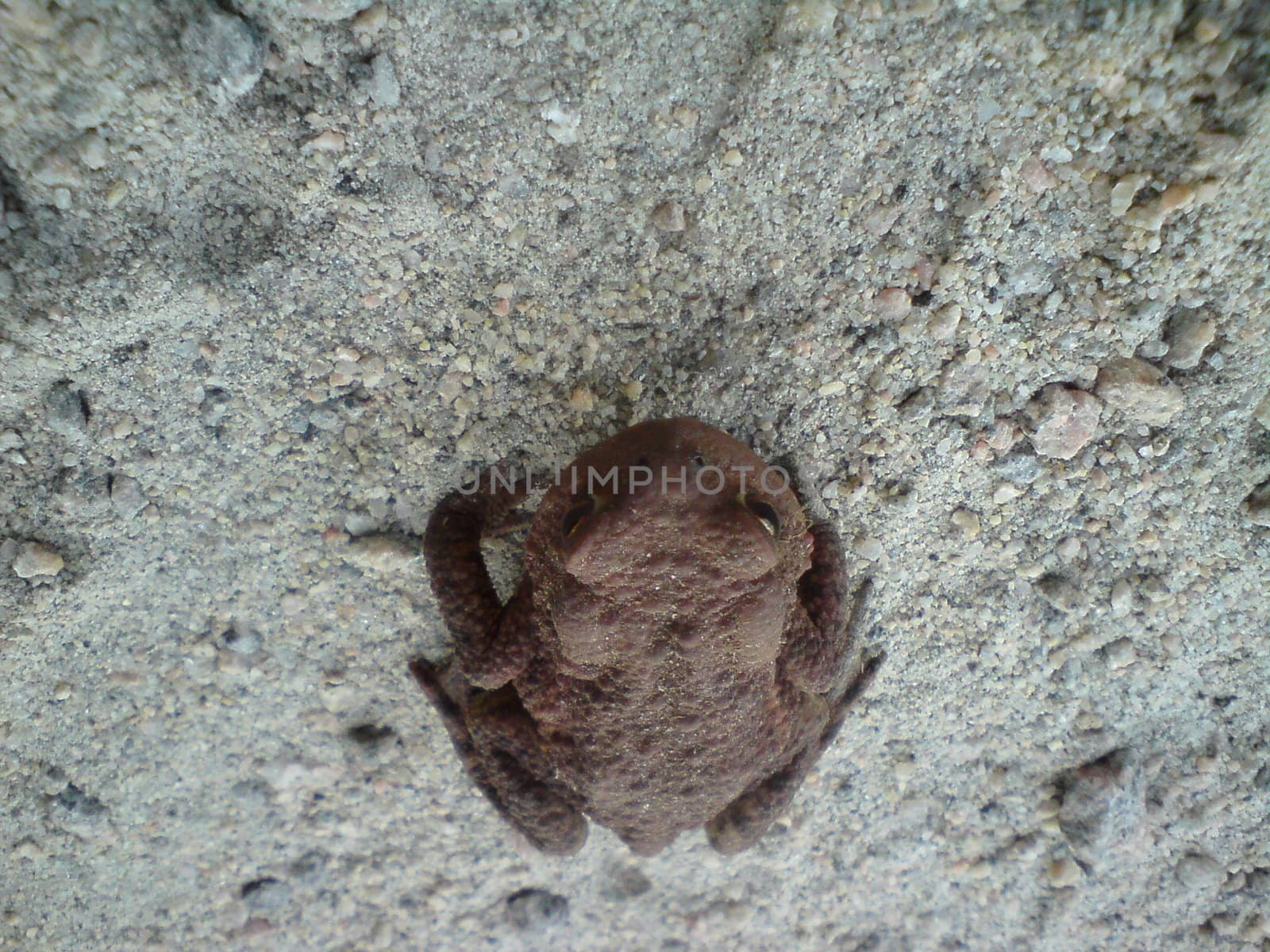 toad by rubeh2