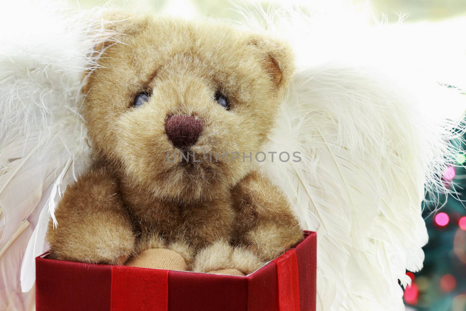 Adorable Angel Bear with wings sits all alone in a beautiful red gift box for Christmas