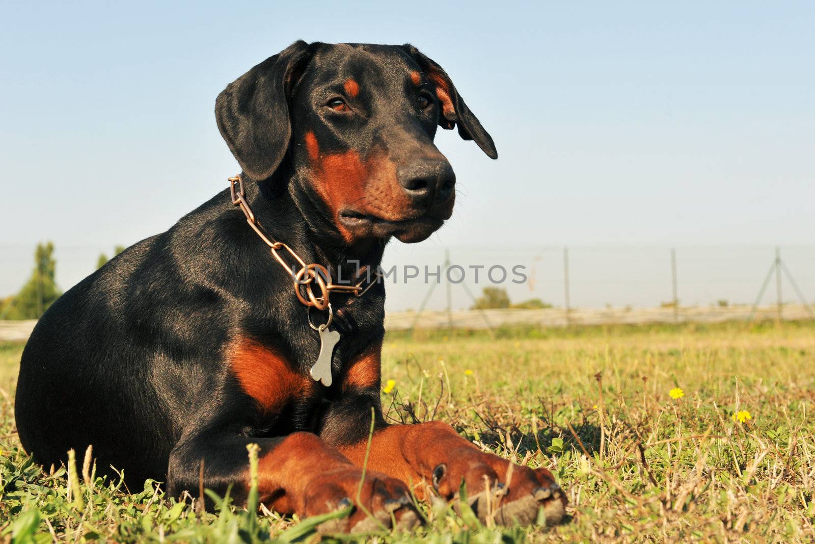 purebred black doberman laid down in a field