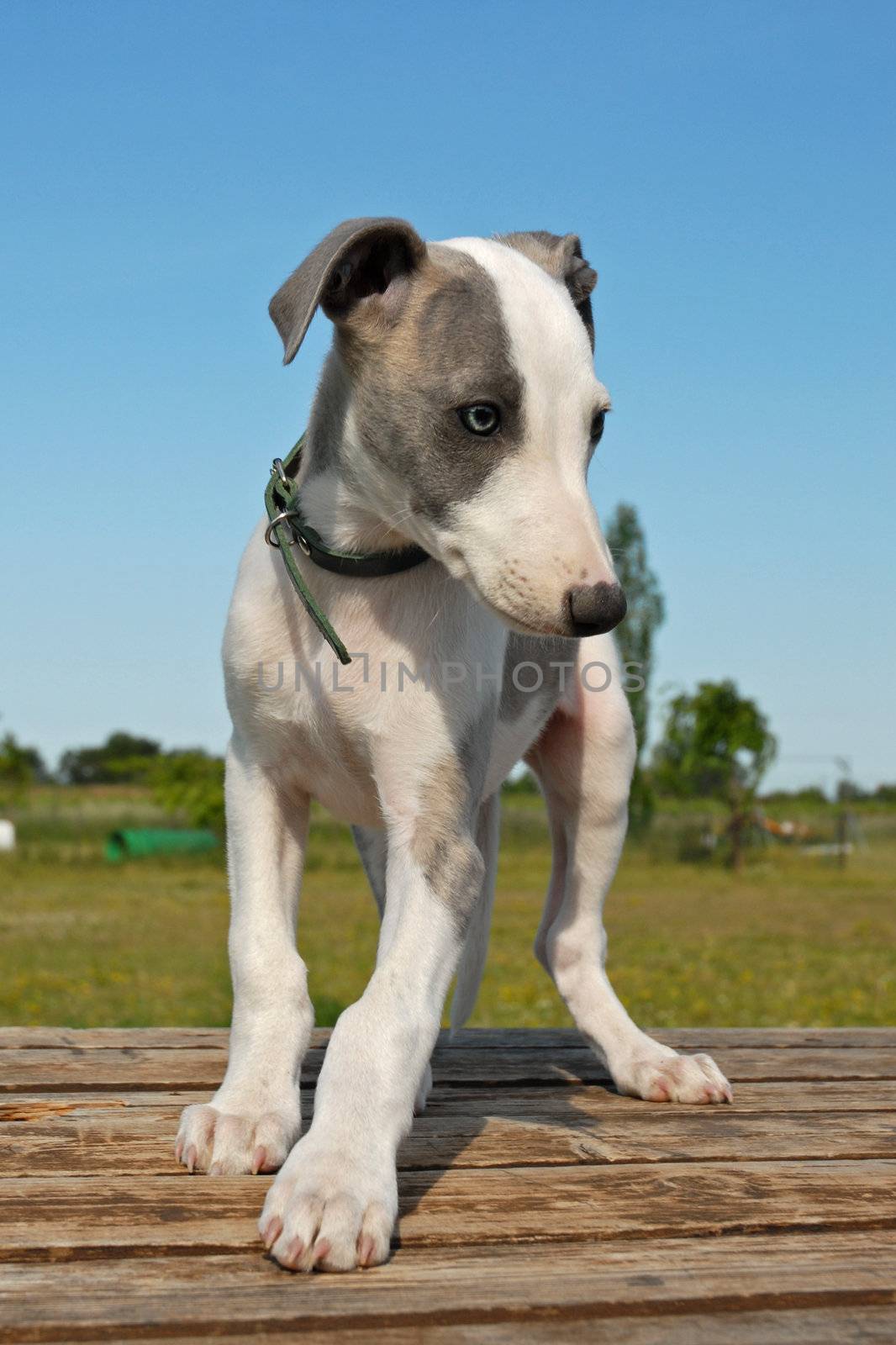 portrait of a purebred puppy whippet on a blue sky