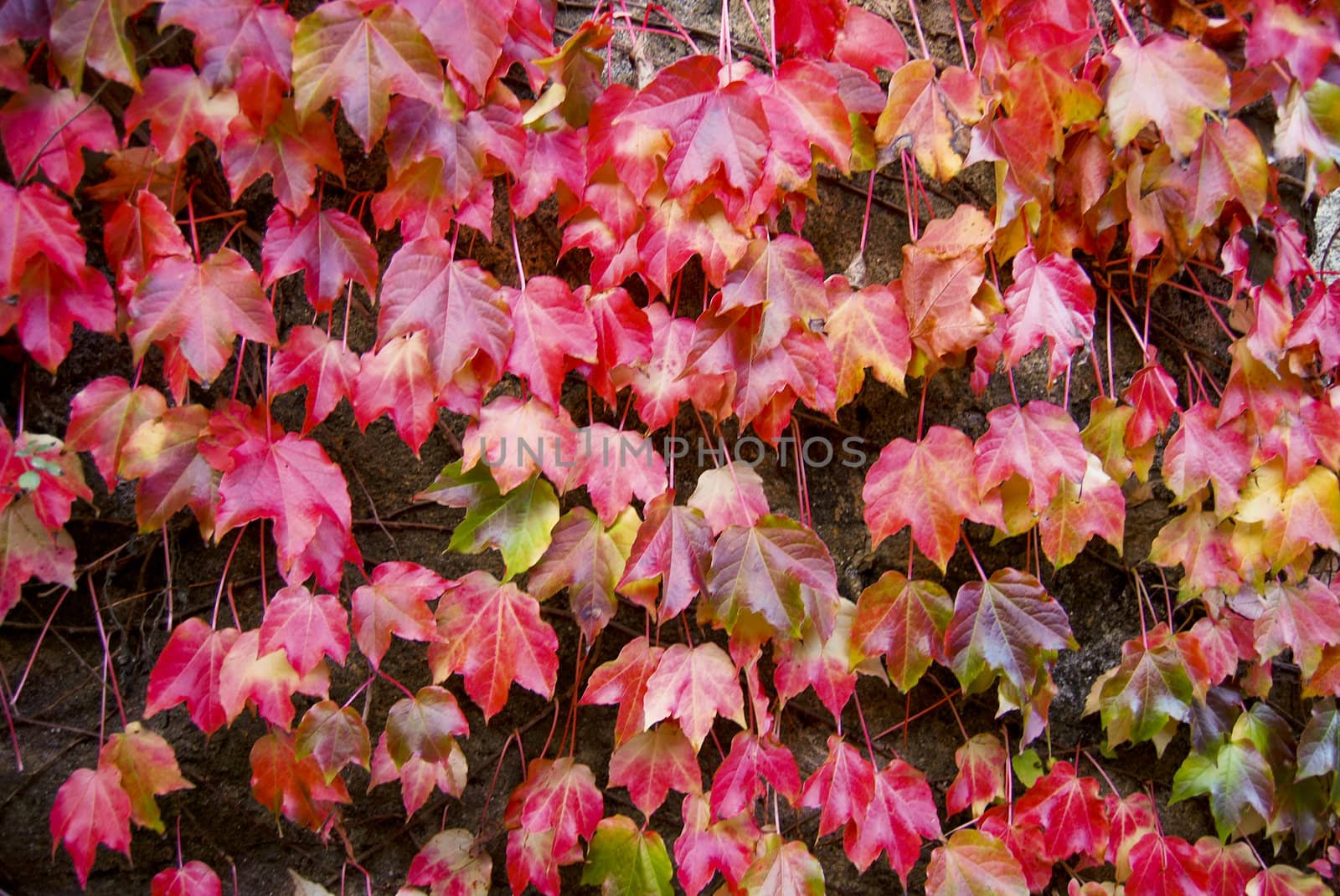 The nature in Autumn