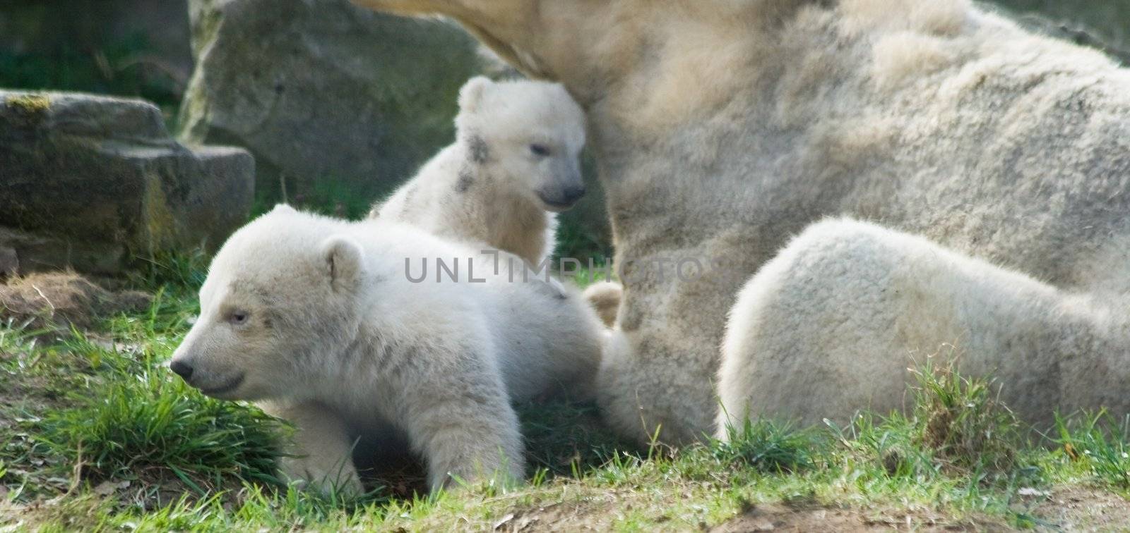 Three polar bears - mother and two kids by Colette