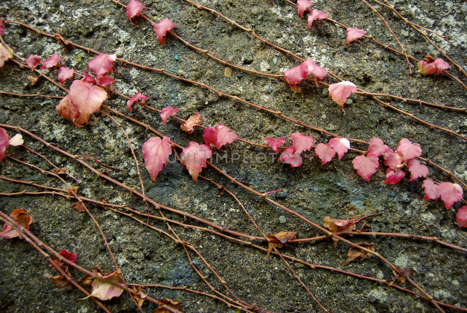 The nature in Autumn