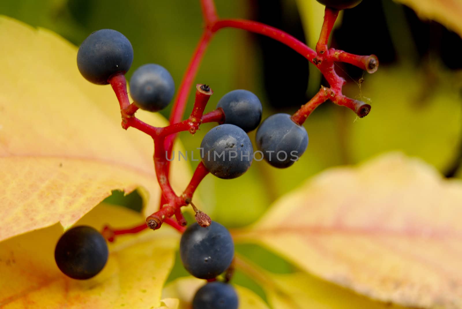 The nature in Autumn