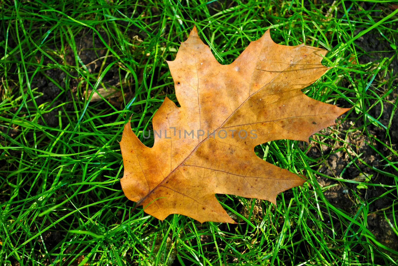 Brown dried leaf on green grass in autumn