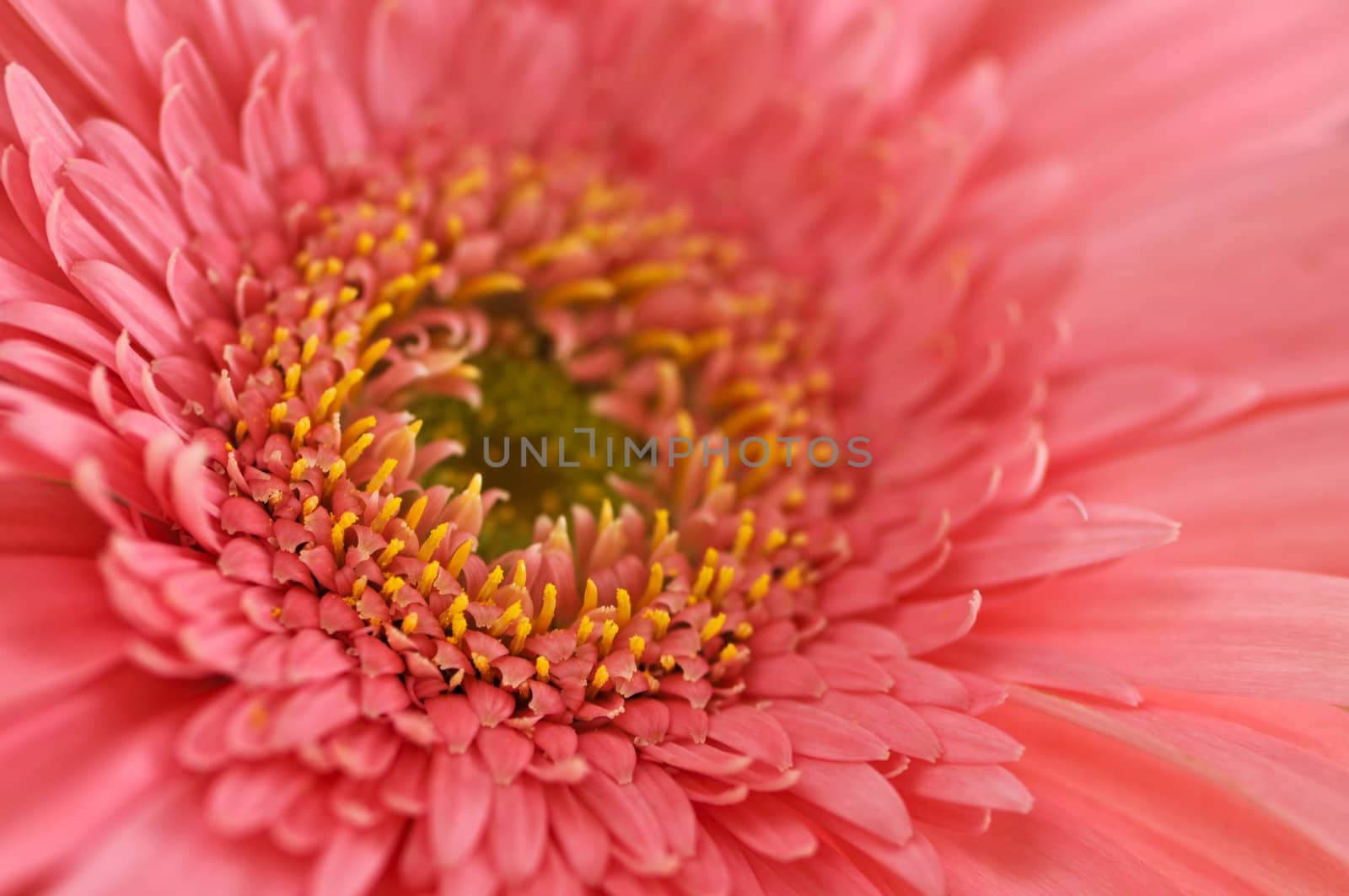 Closeup of brightly colored pink gerbera flower petals