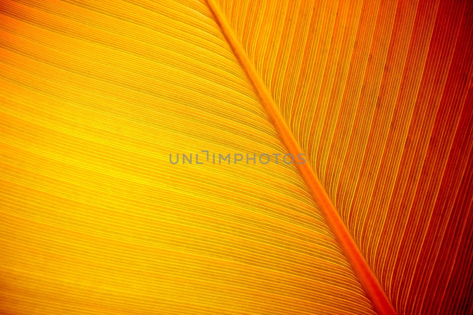 Large tropical leaf background.
