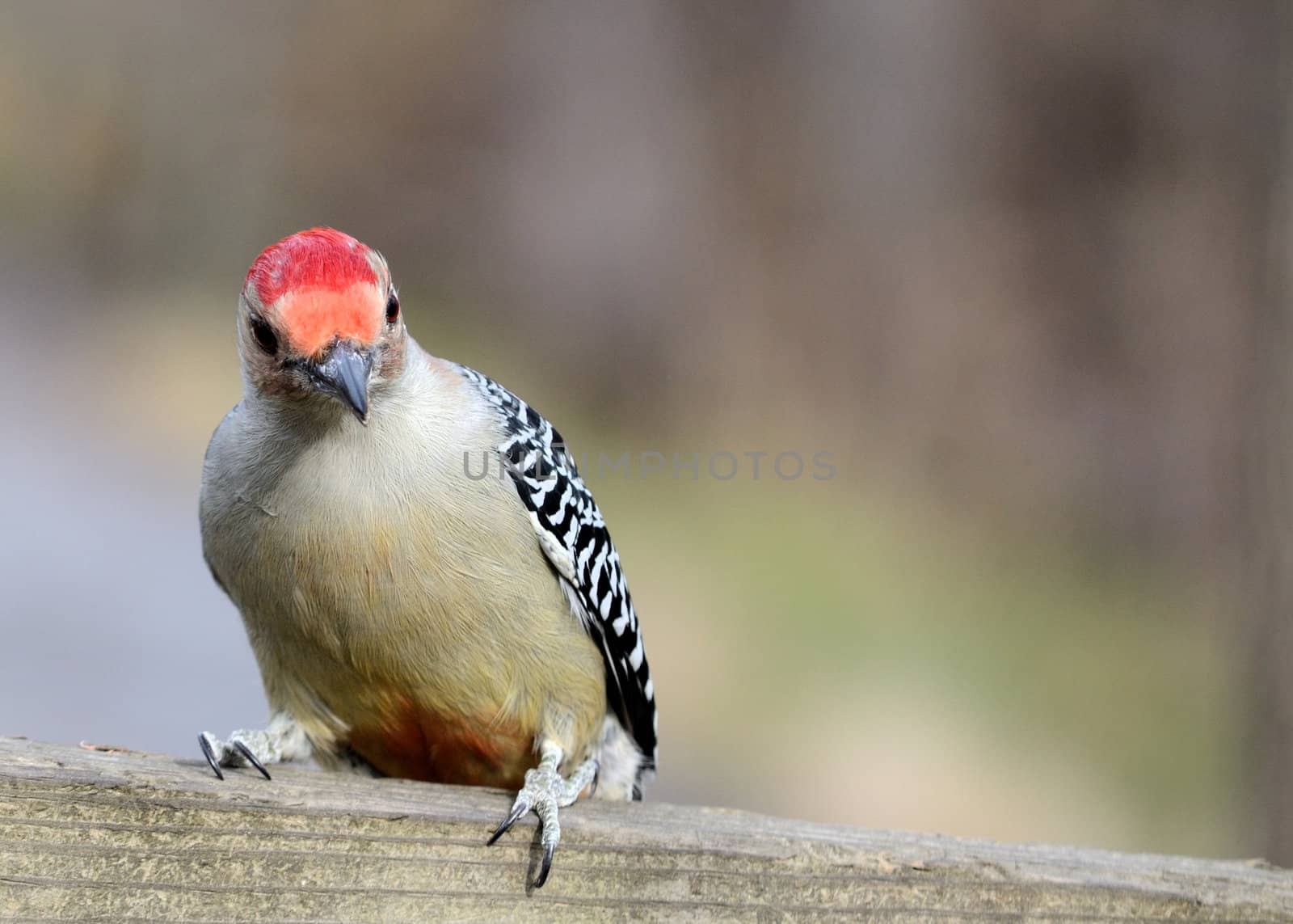 Male red-bellied woodpecker perched on a wooden post.