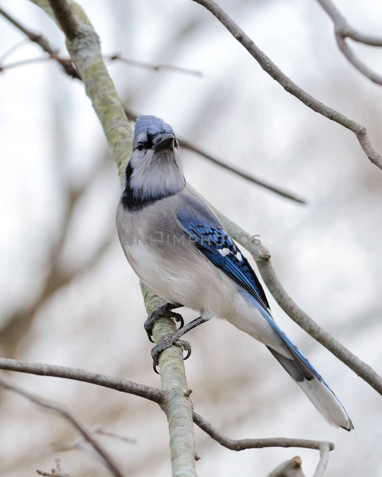 Blue jay by brm1949