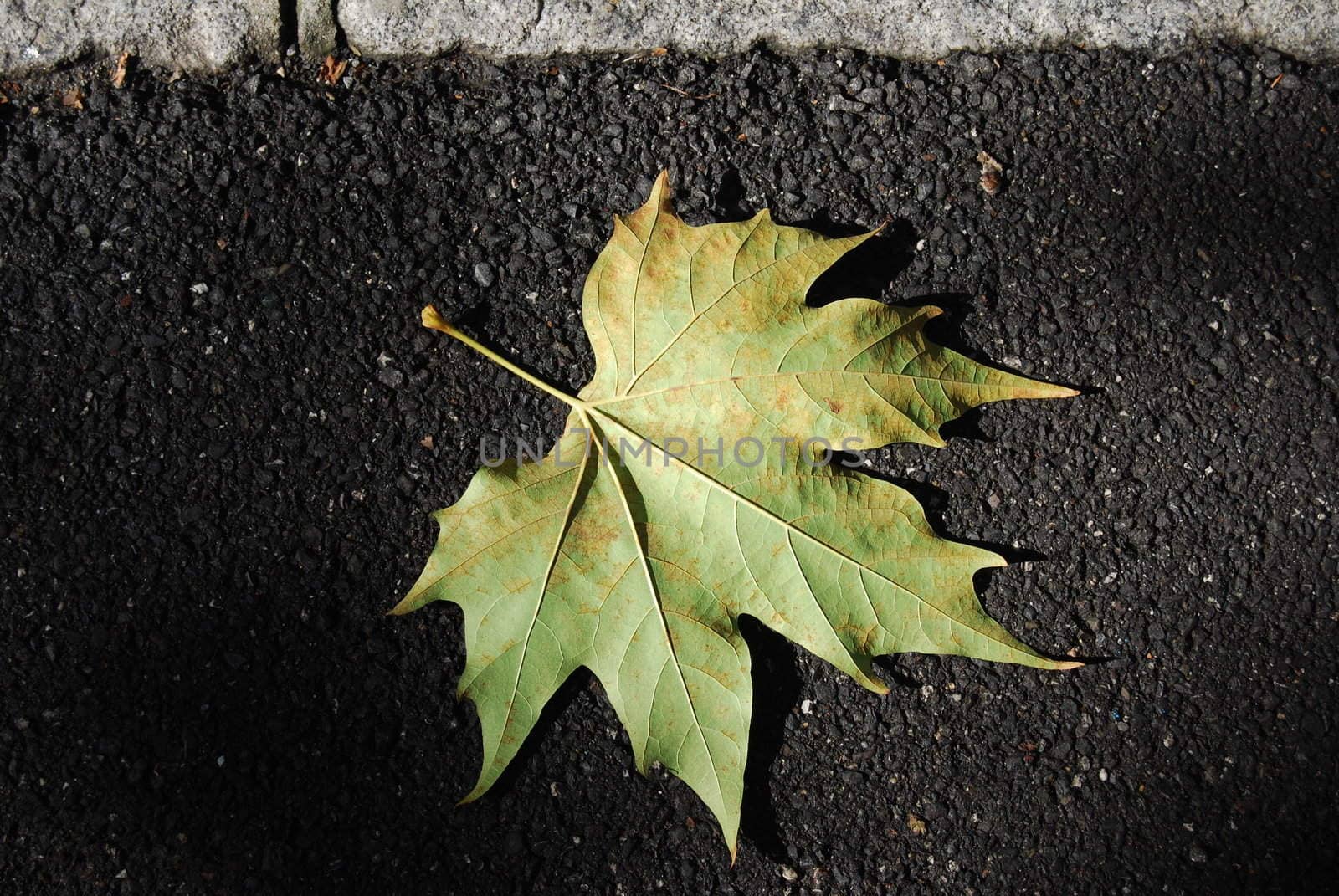 The nature in Autumn