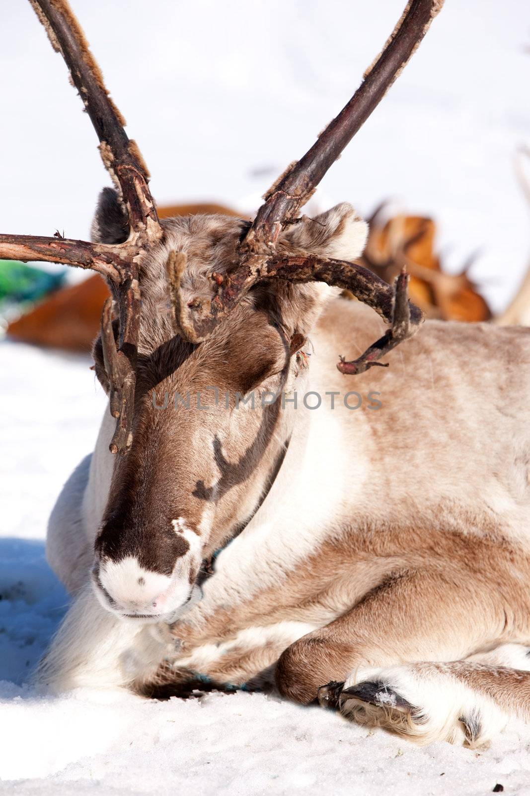 A reindeer laying down sleeping in the snow
